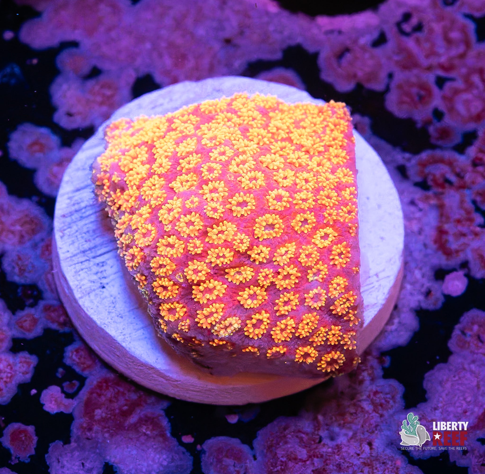 Strawberry Lemonade Montipora