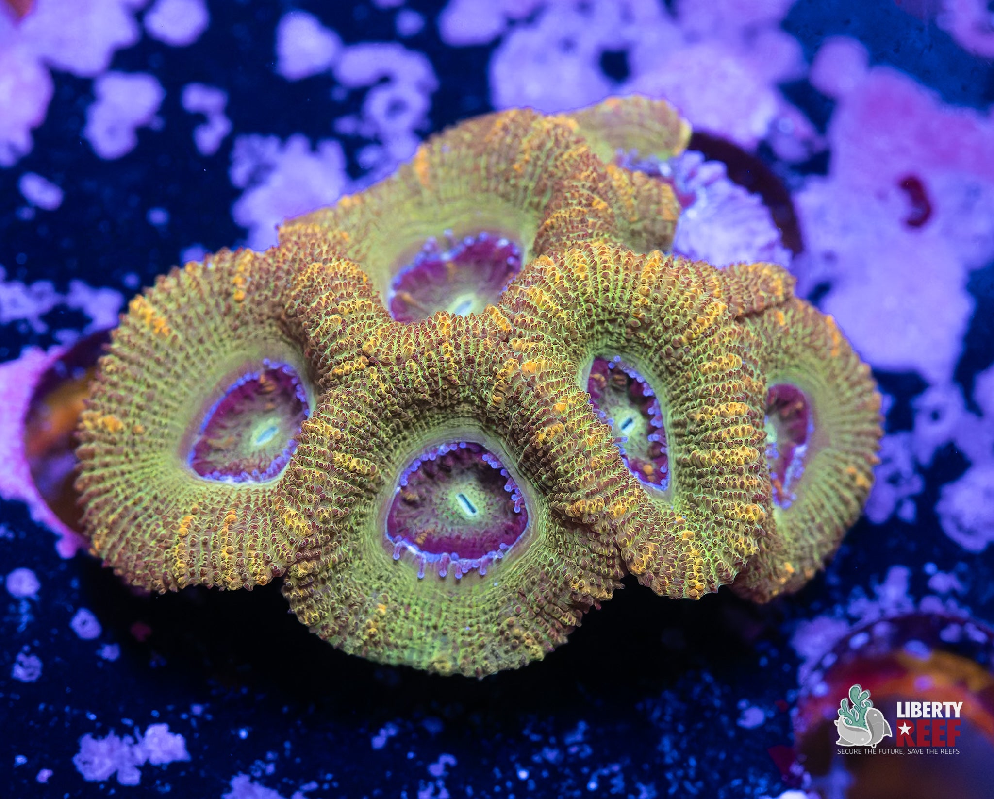 10/31 Online Auction