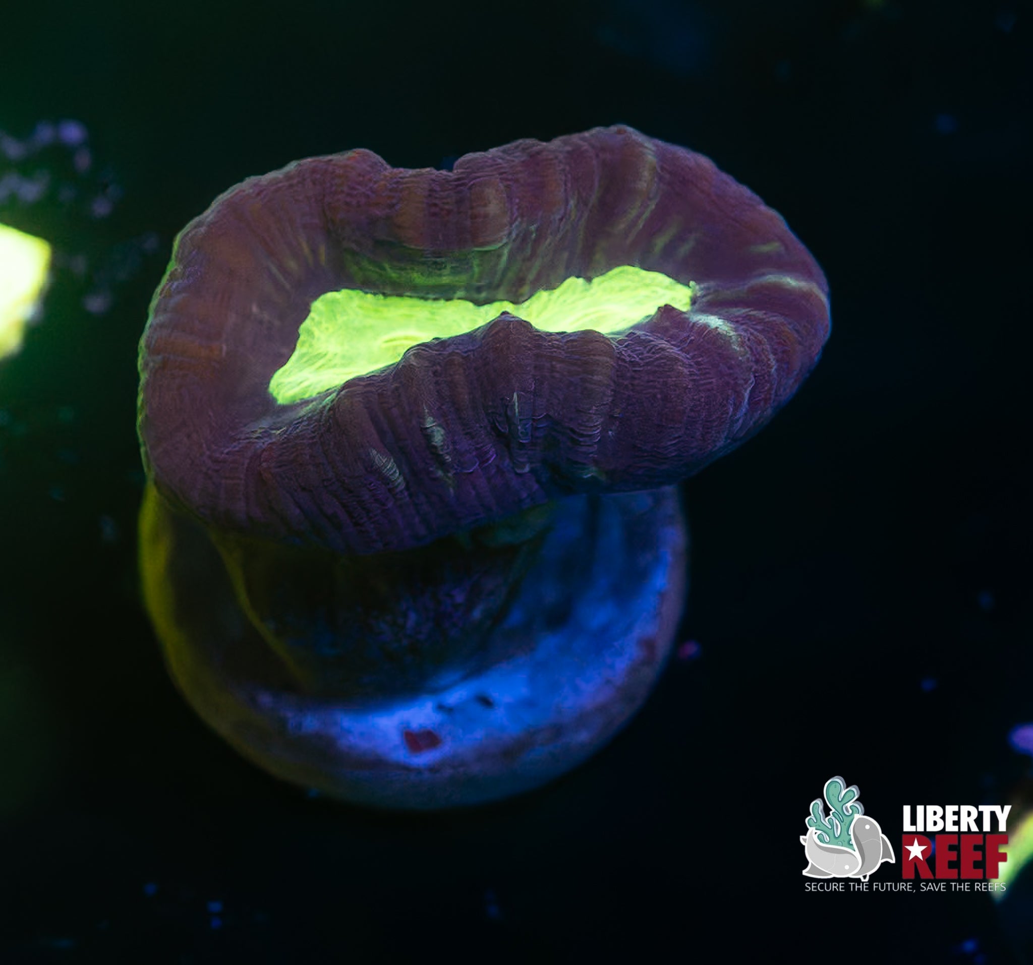 Alien Eye Candy Cane