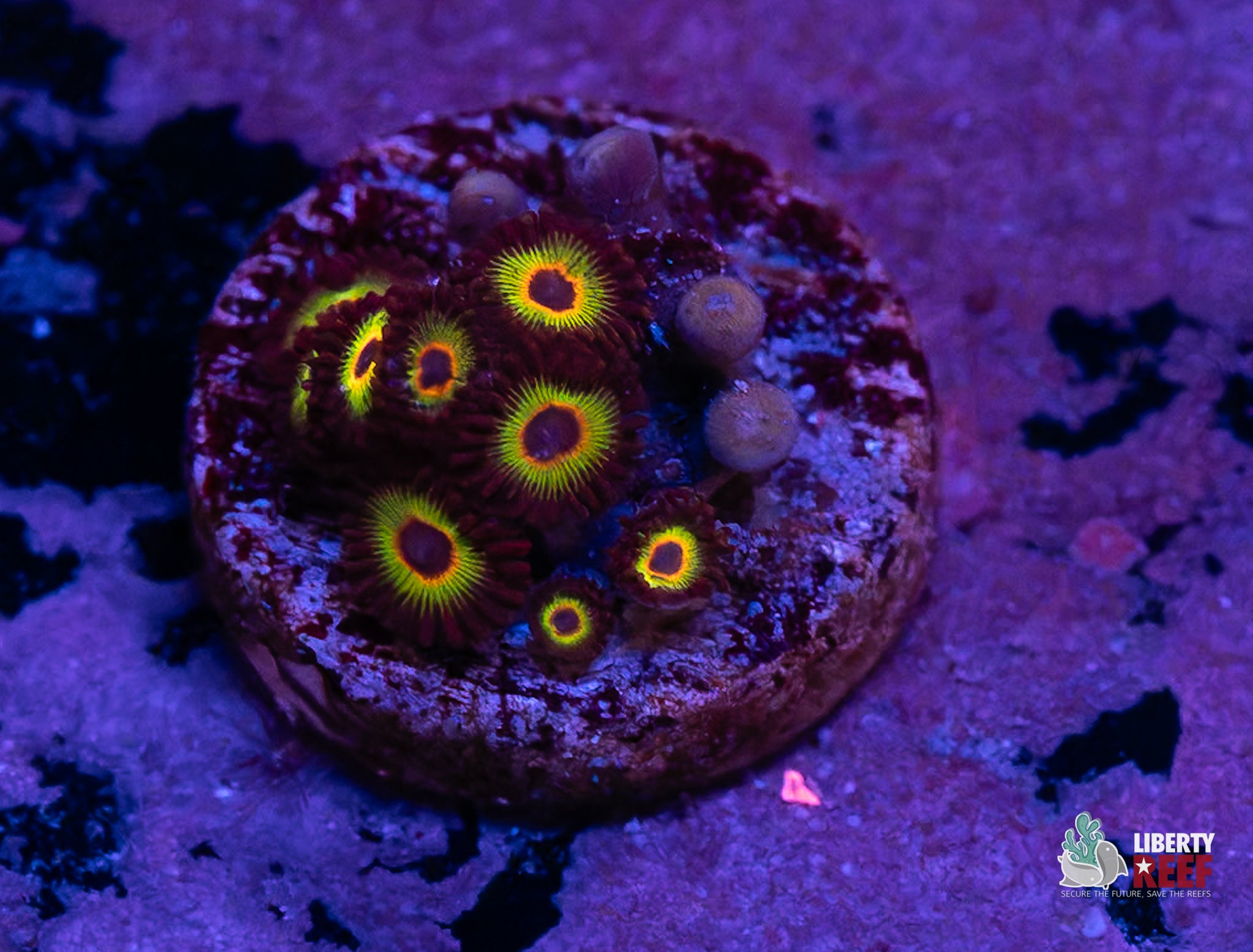 10/31 Online Auction