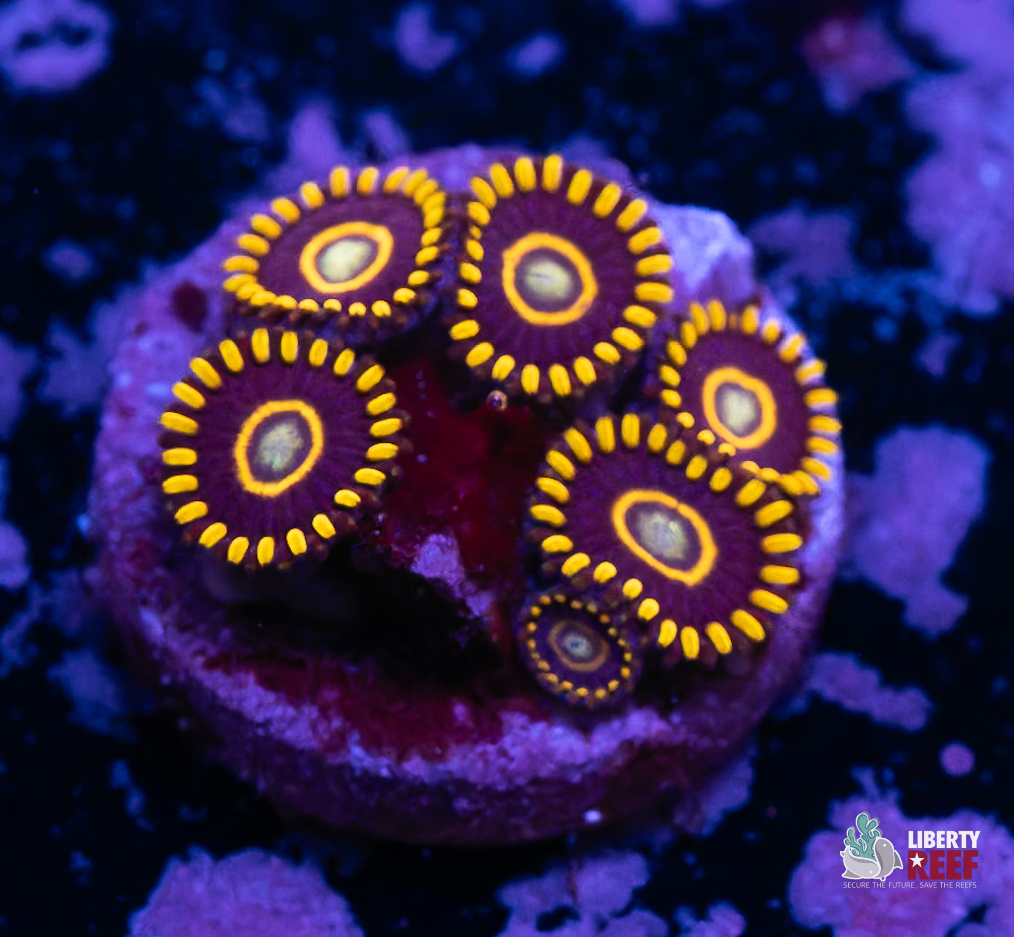 10/31 Online Auction