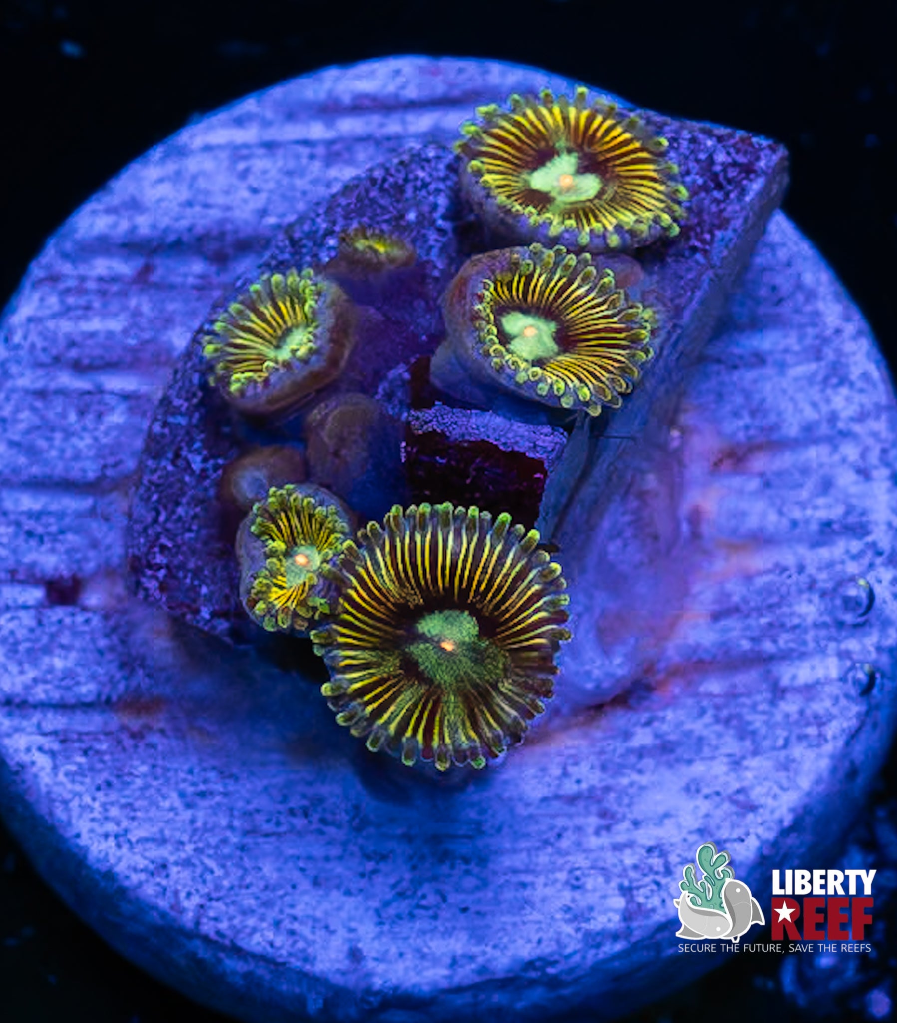 Tweety Bird Zoas