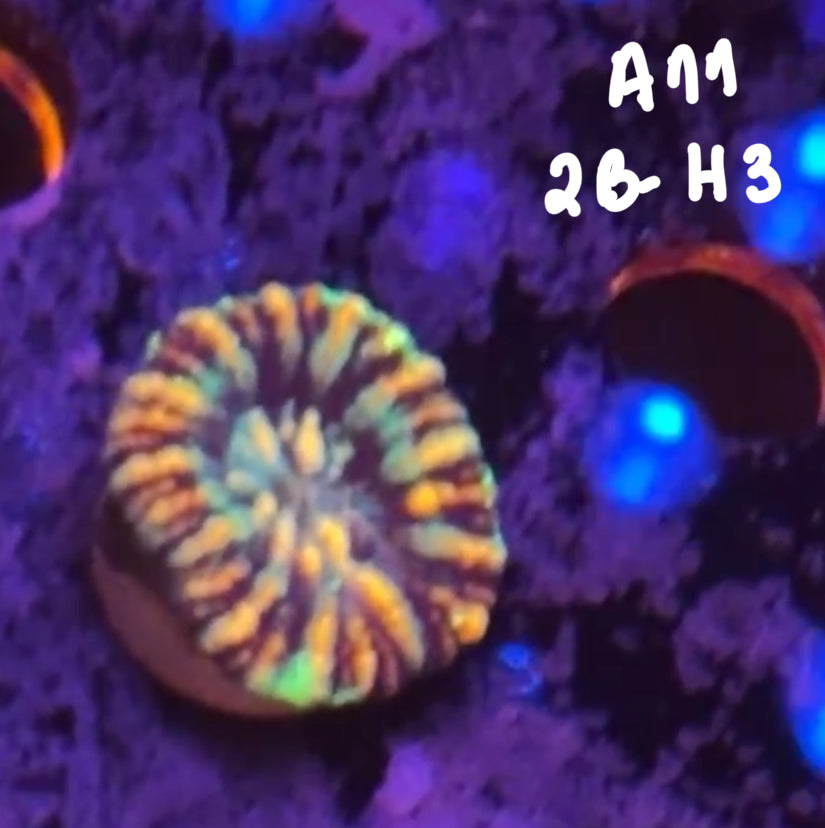 Karen Ritner 10/25 Facebook Live Auction