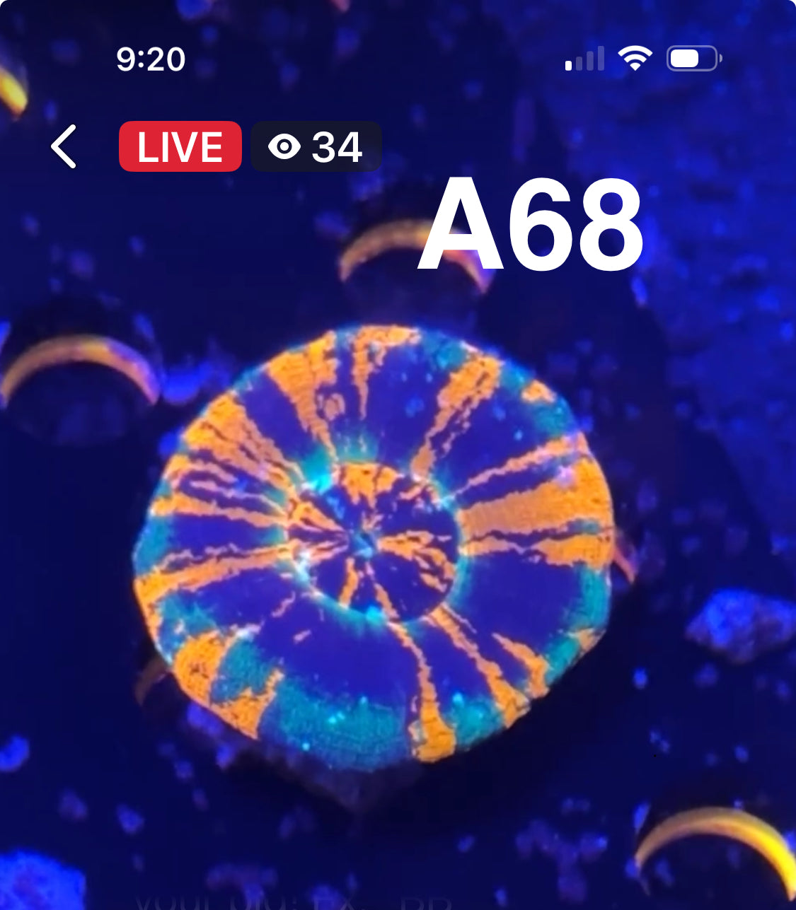 Karen Ritner 9/13 Facebook Live Auction