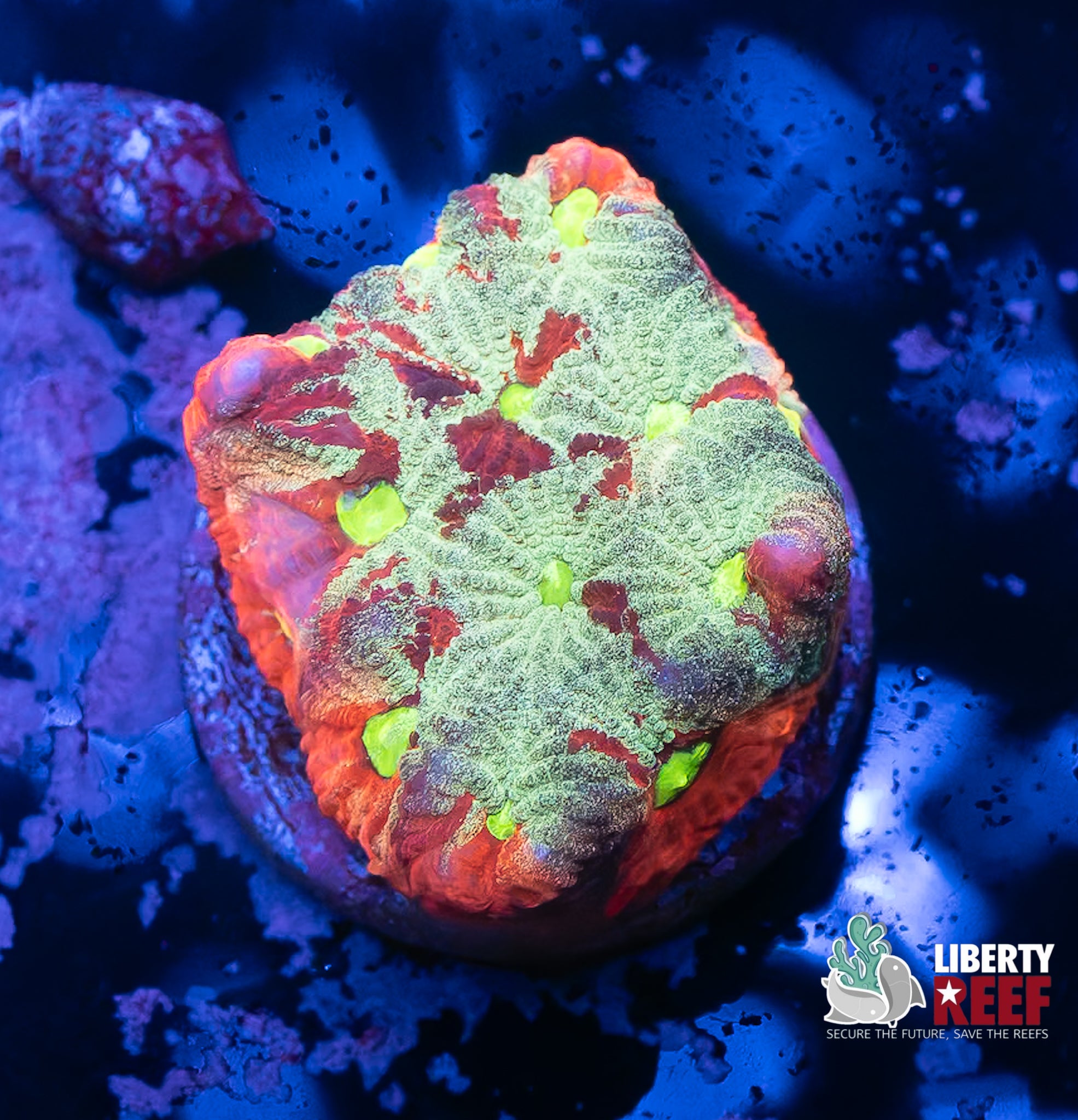 Ultra Grafted War Coral