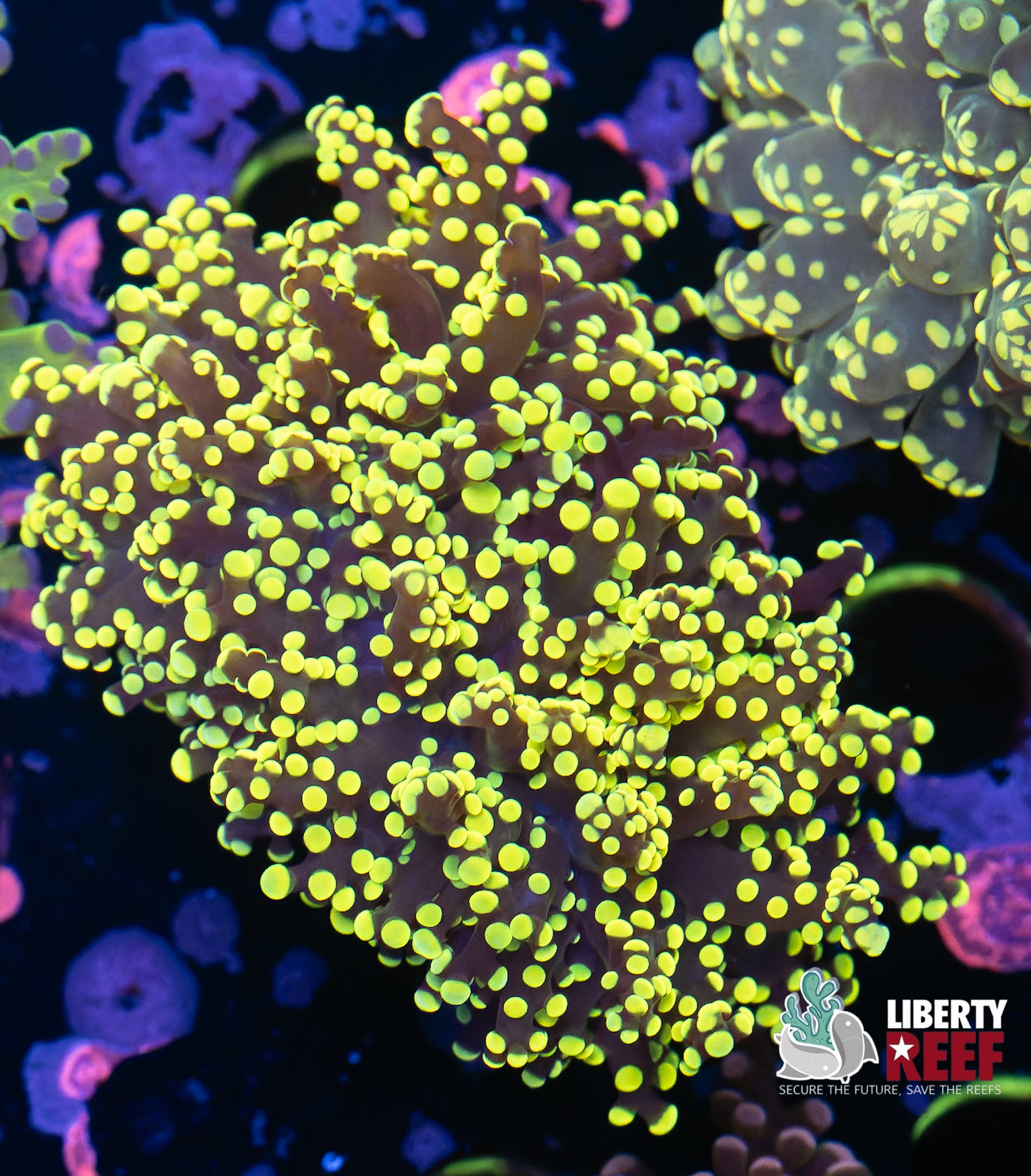 Yellow Octospawn