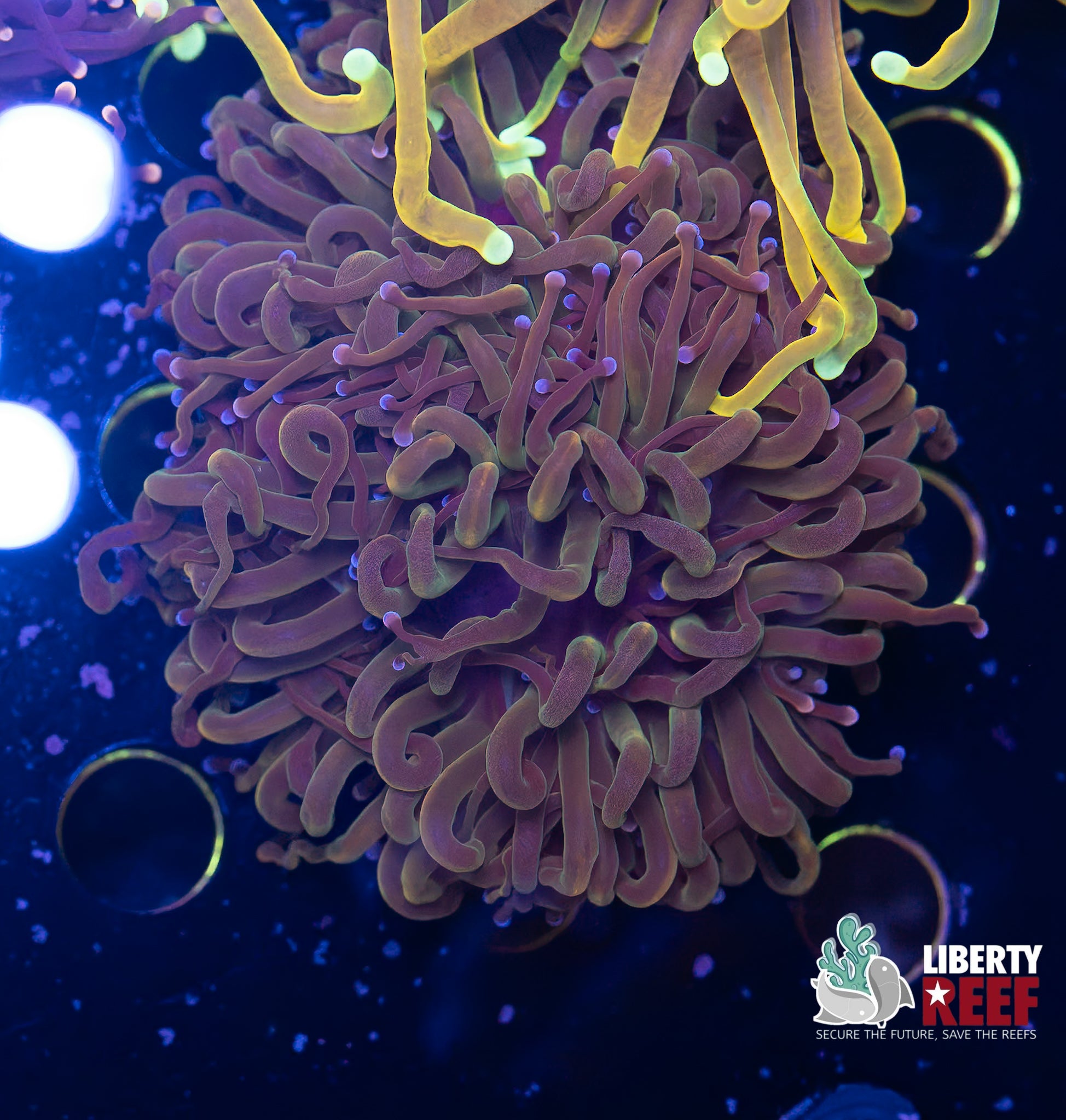 Double Dragon Tamer Torch