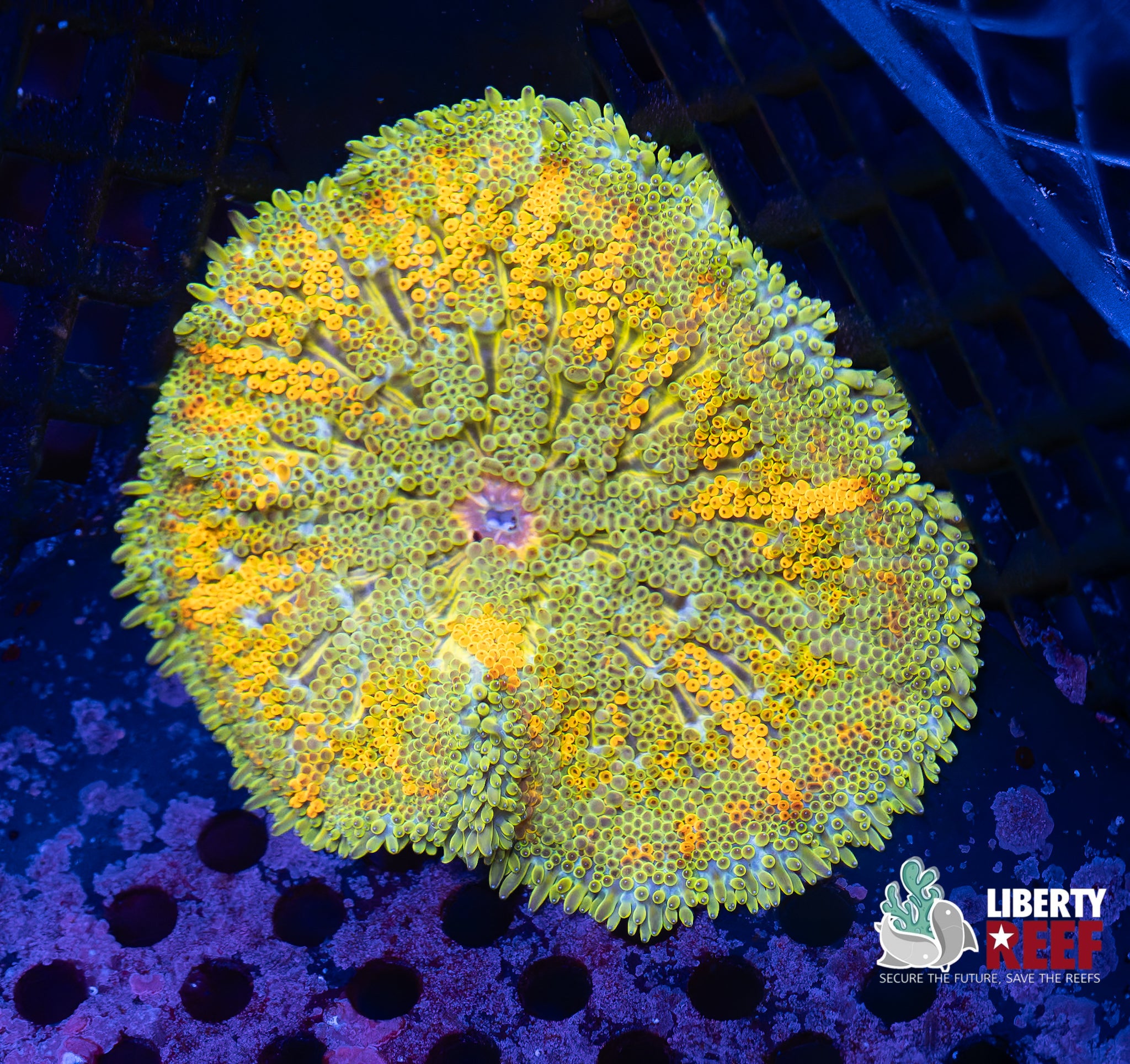 Wicked Mini Maxi Carpet Anemone