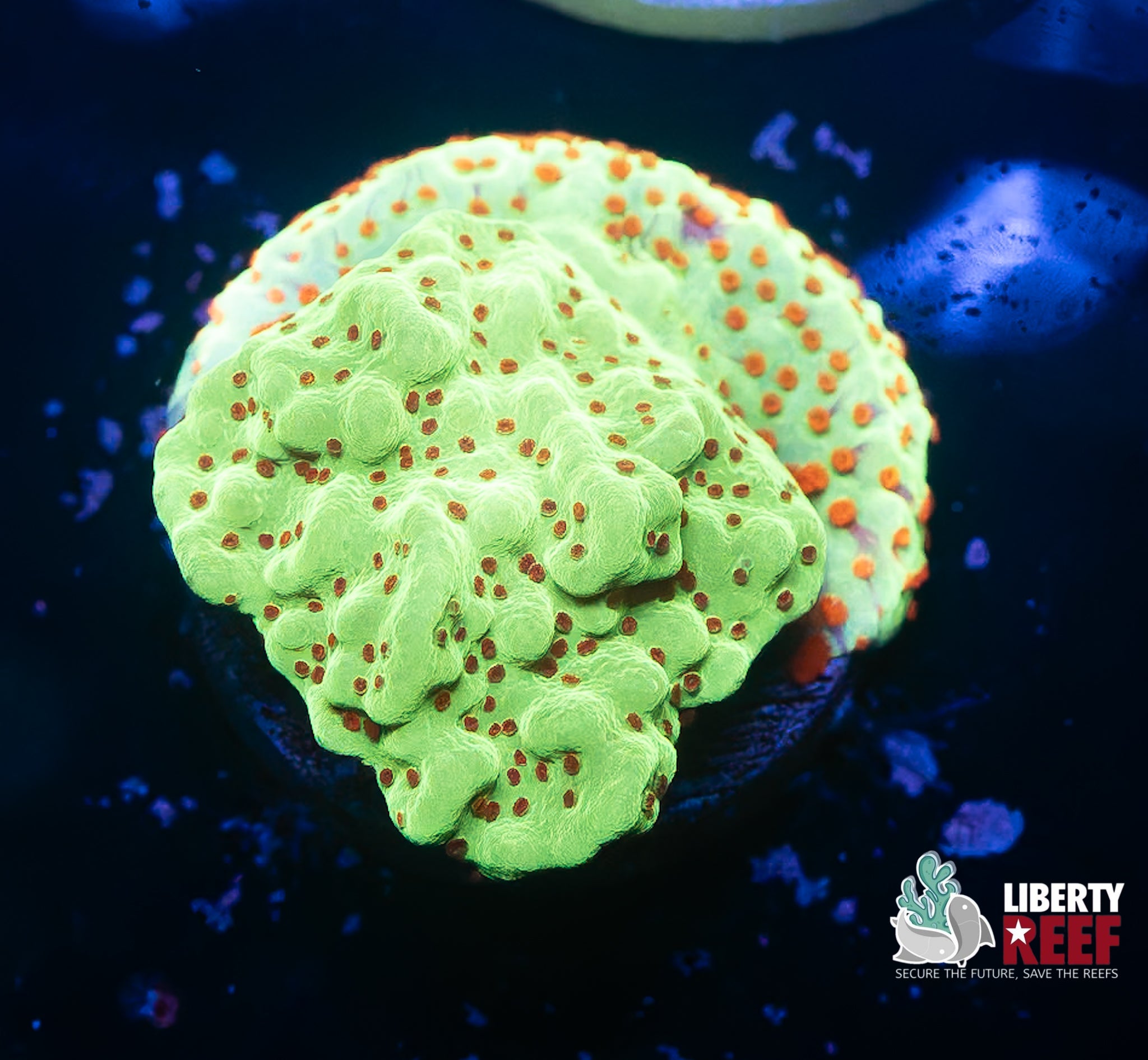 Chili Pepper Montipora