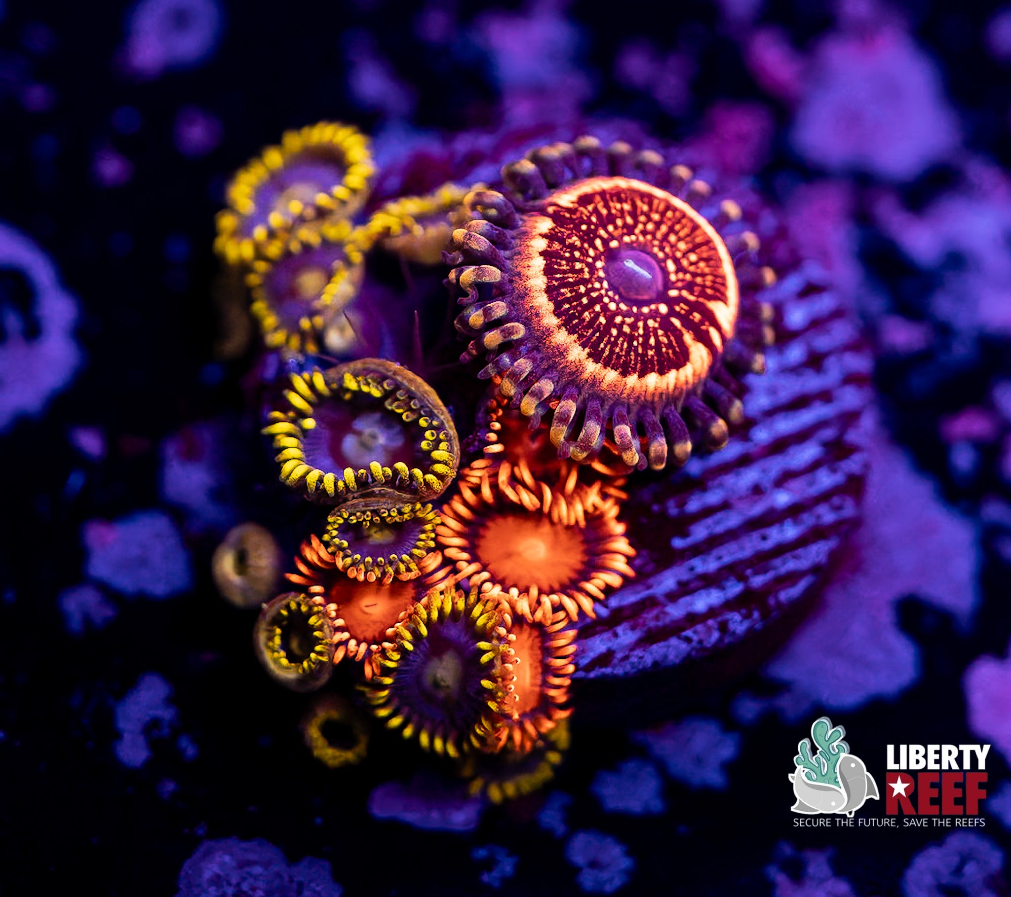 Combo Frag Zoas(Blueberry Fields, Bam Bams, Armor of God)