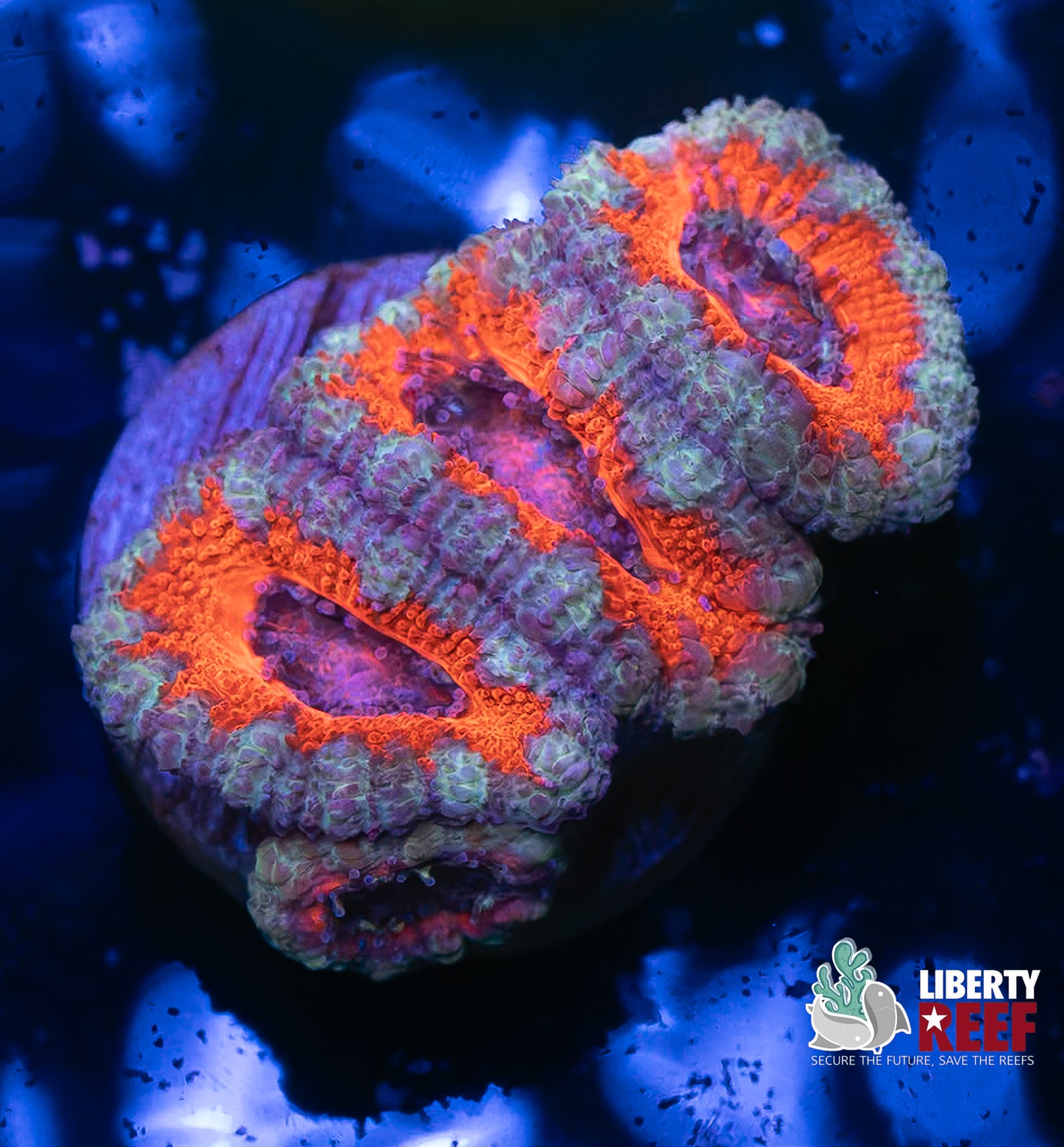 Nebula Acans