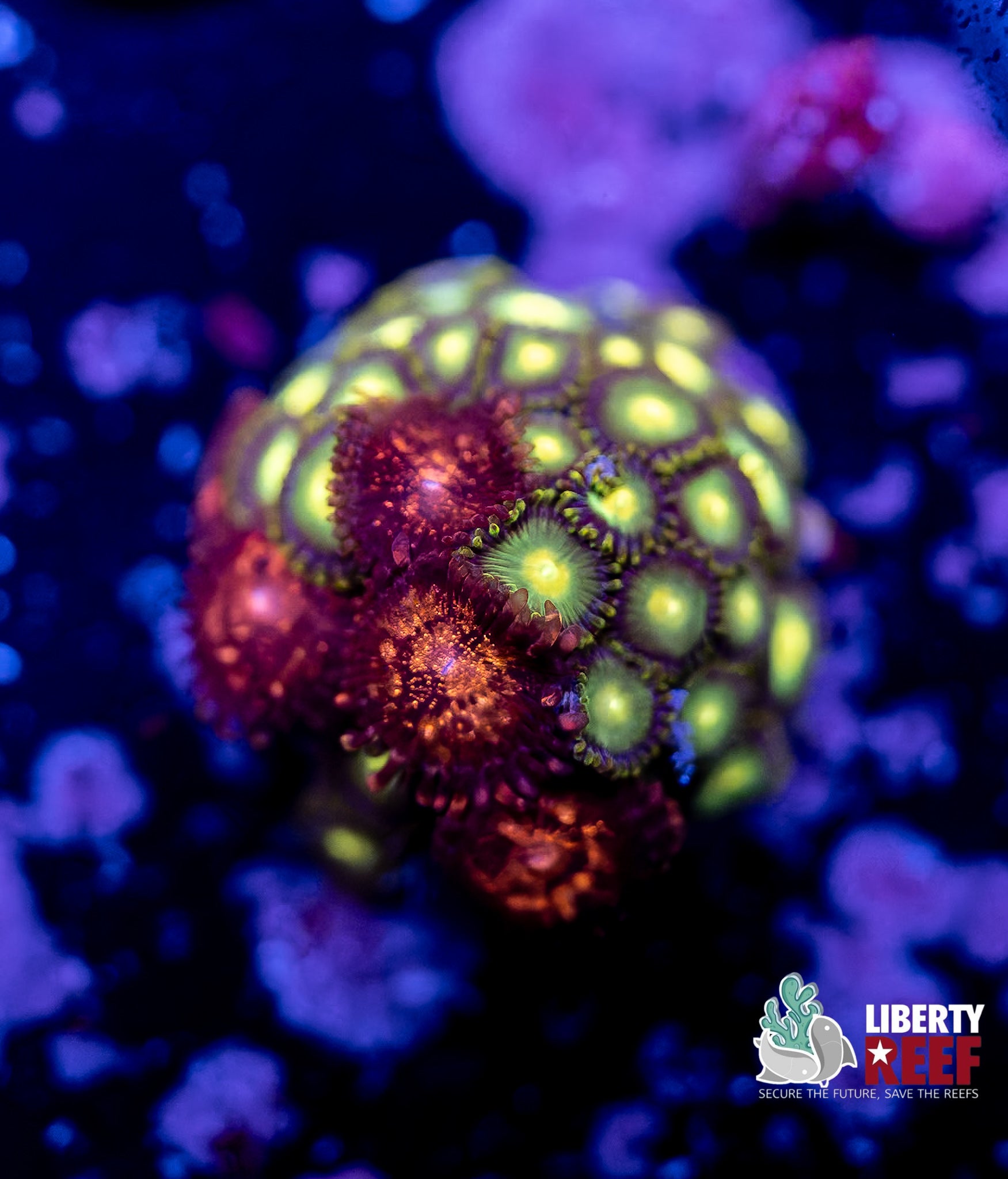 Radioactive Dragon Eye Combo Zoas