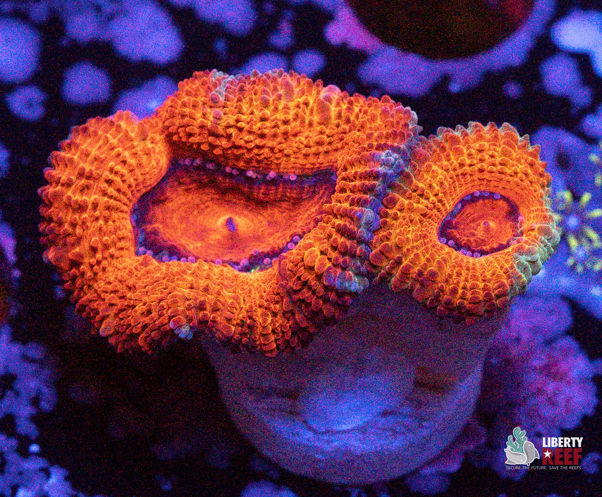 10/31 Online Auction