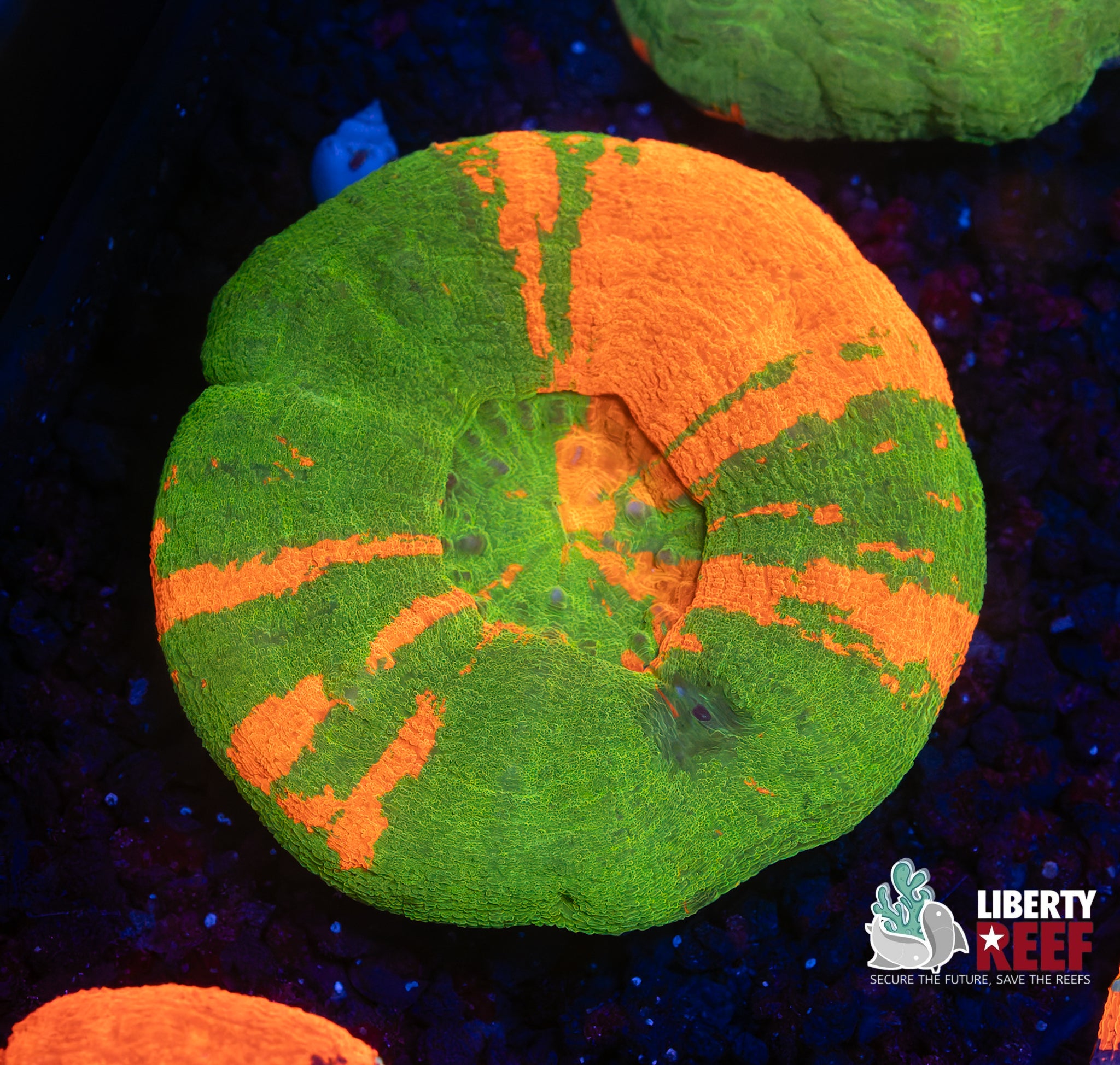 Ultra Bleeding Apple Scoly