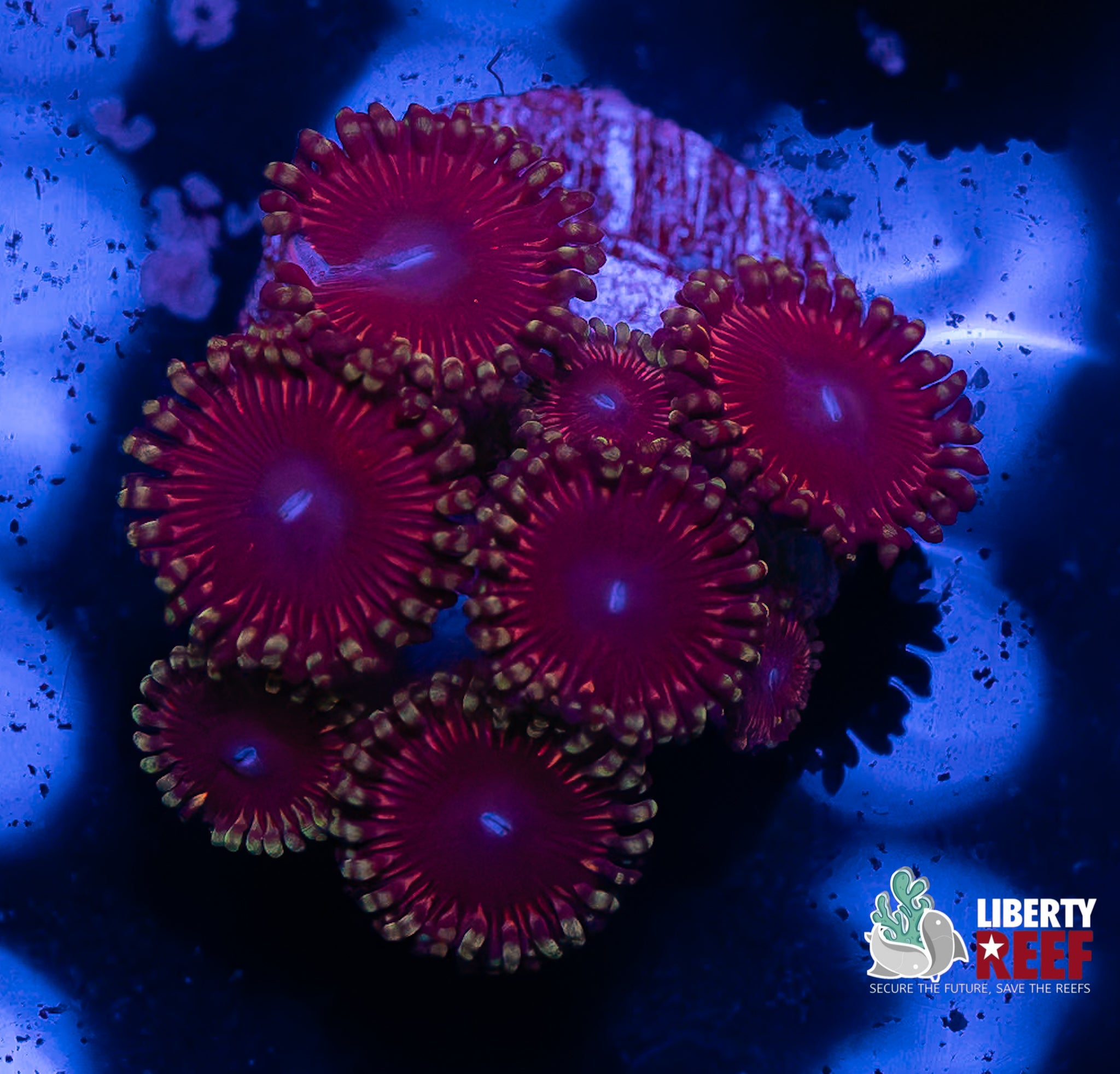 Pink Rose Zoas