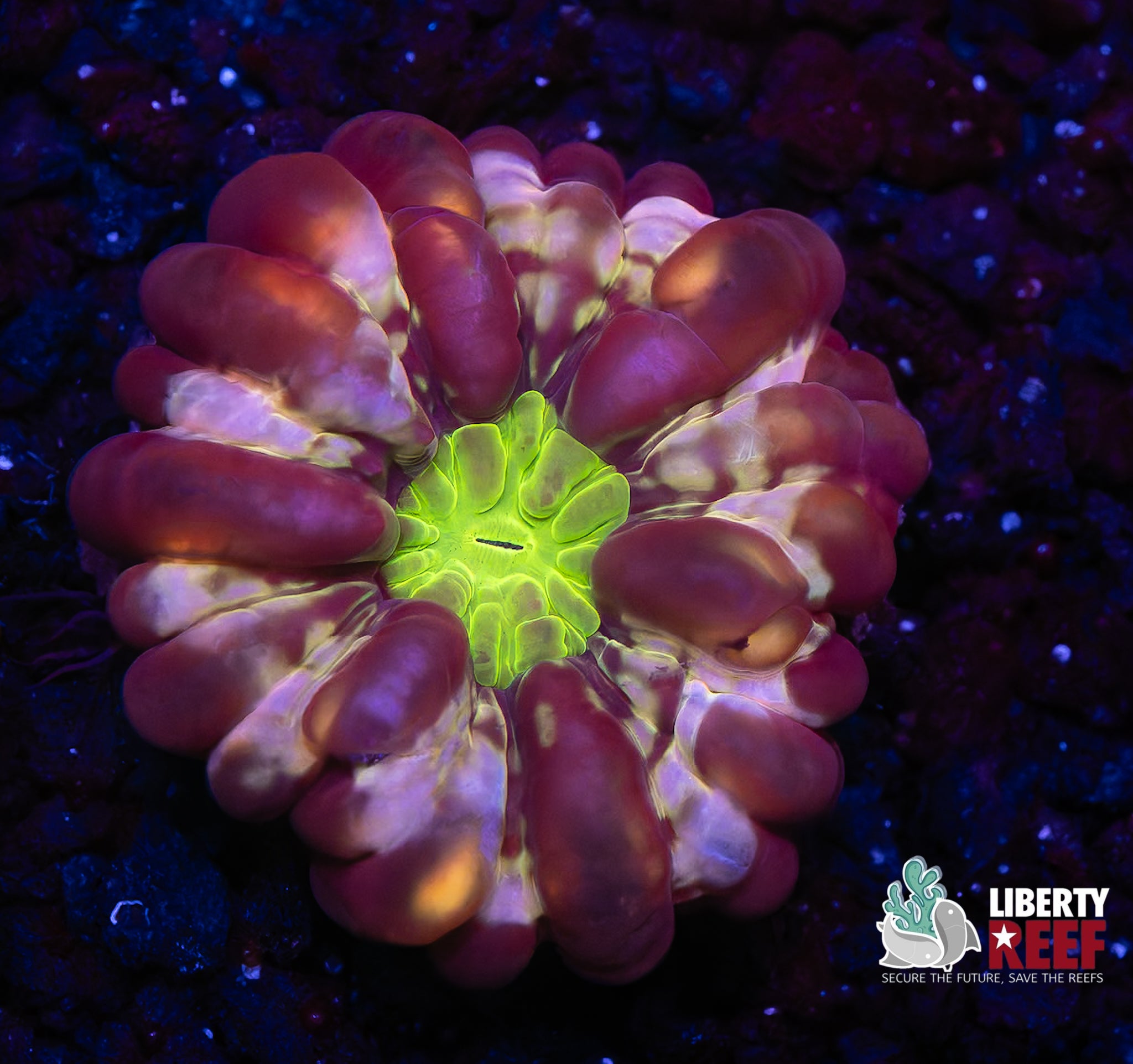 Unforgettable Solomon Islands Cynarina (RARE)