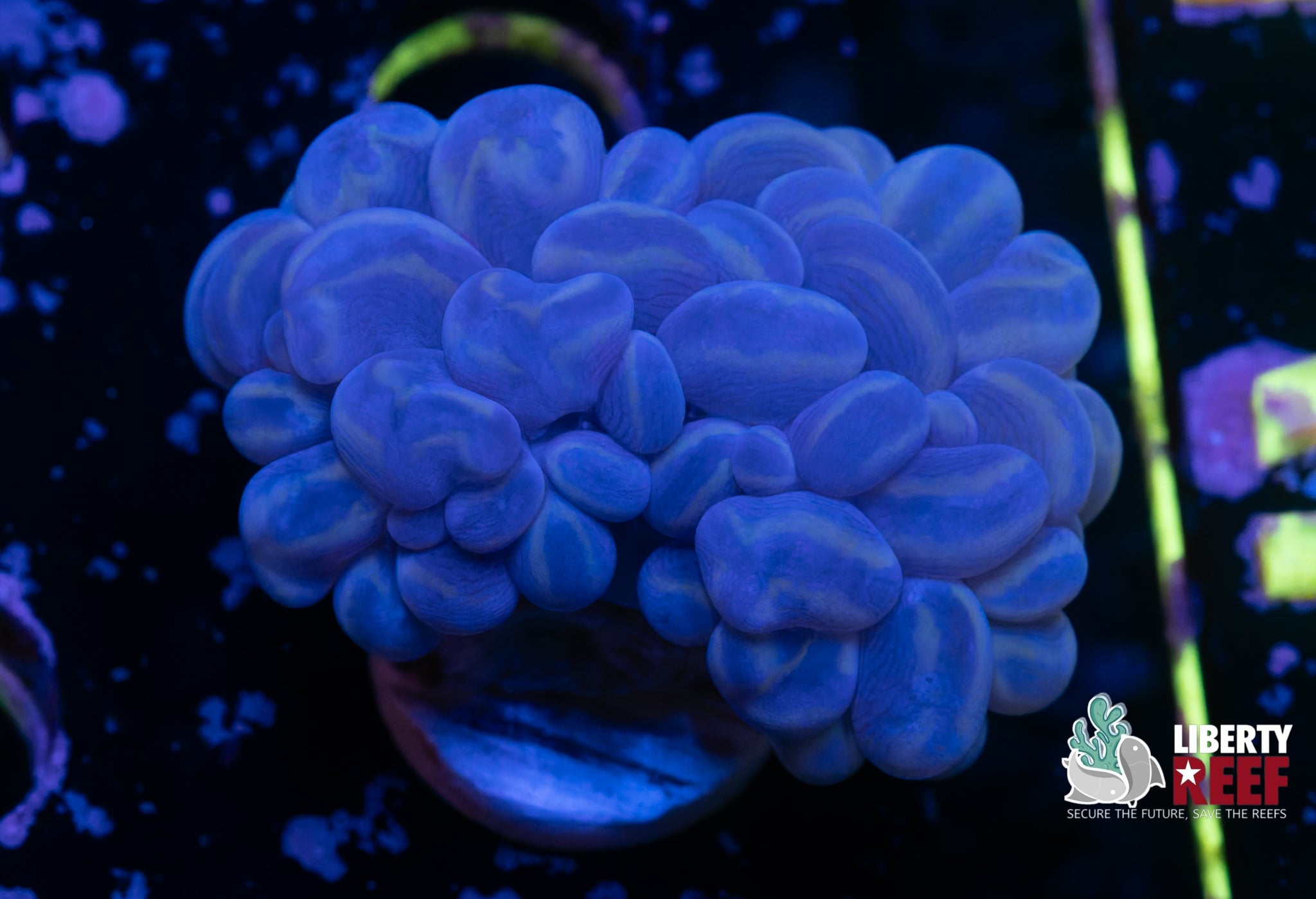 Branching Blue Cat Eye Bubble Coral