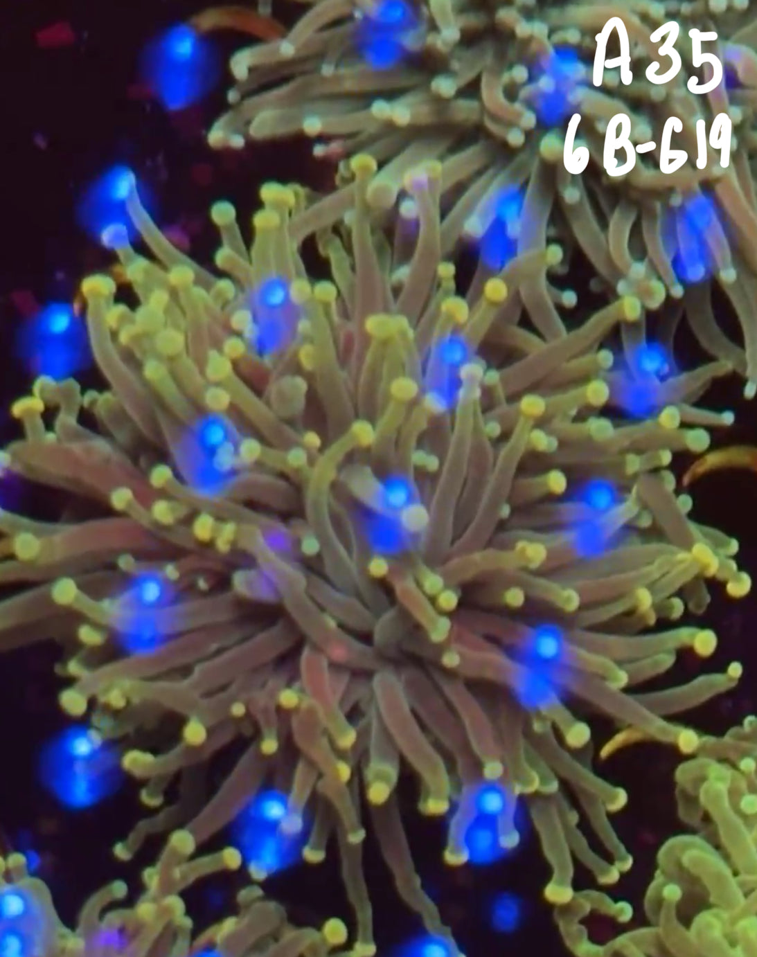 Val Dillavou 10/25 Facebook Live Auction