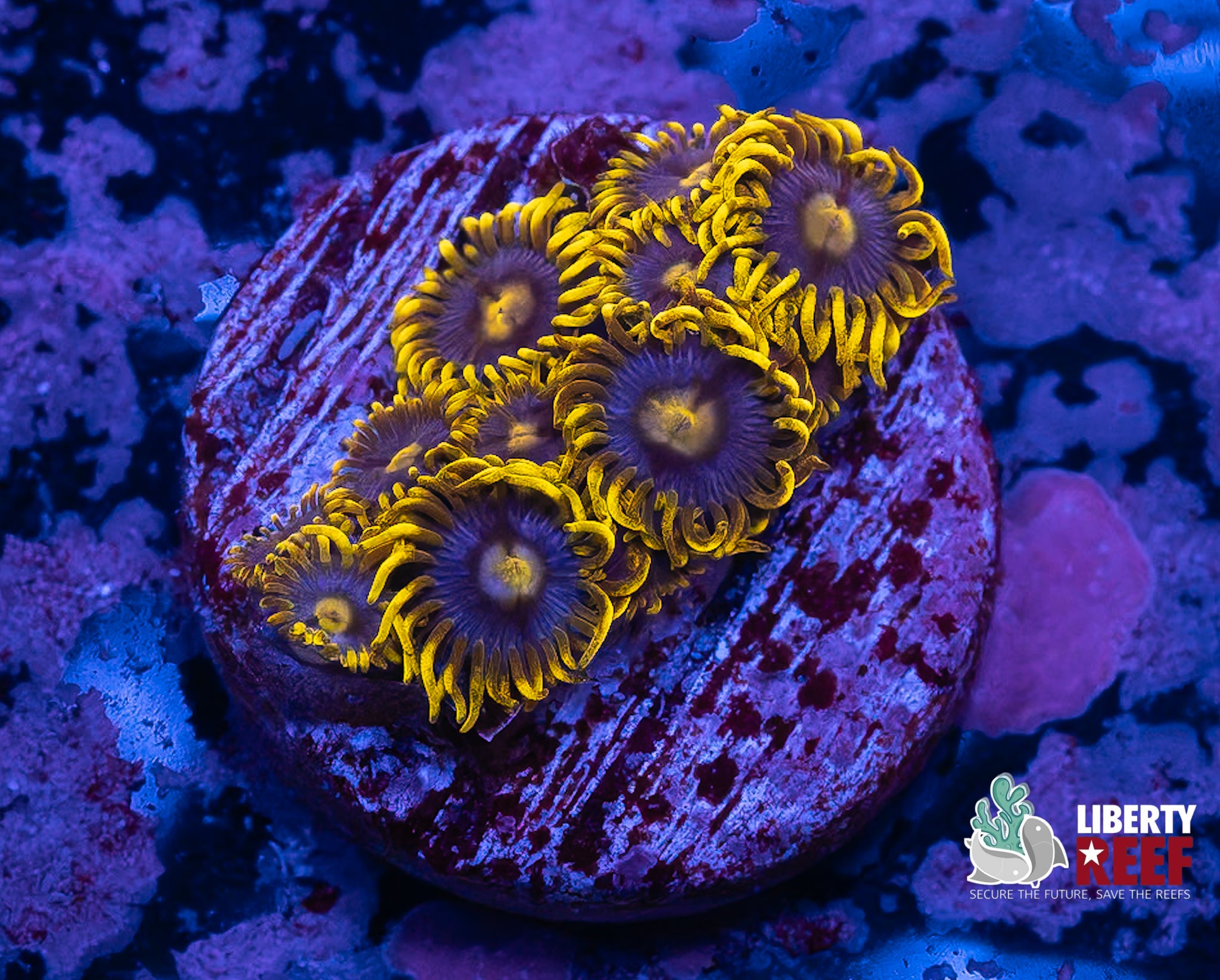 Blueberry Fields Zoas