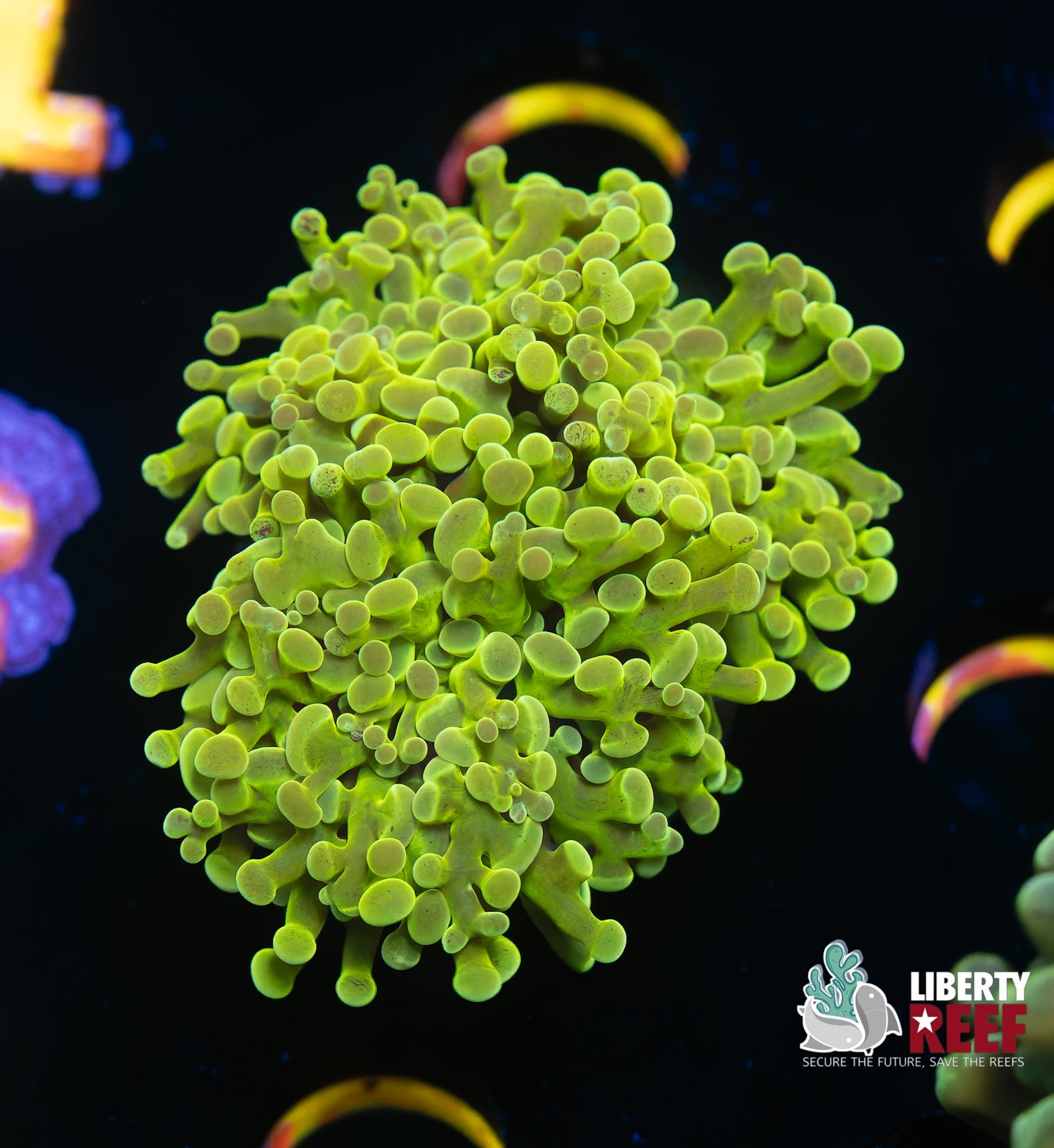 Lime Frogspawn