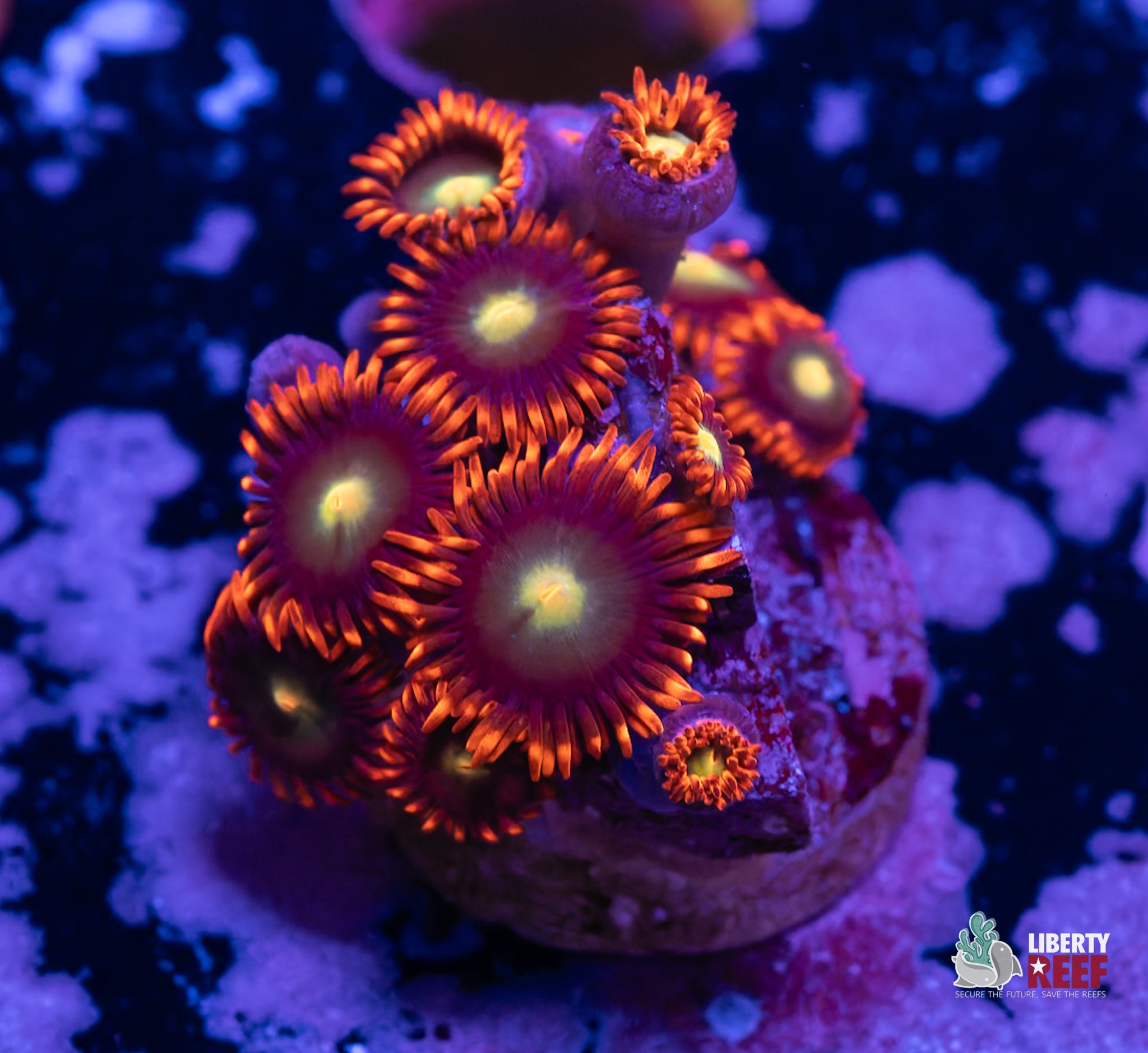 10/31 Online Auction