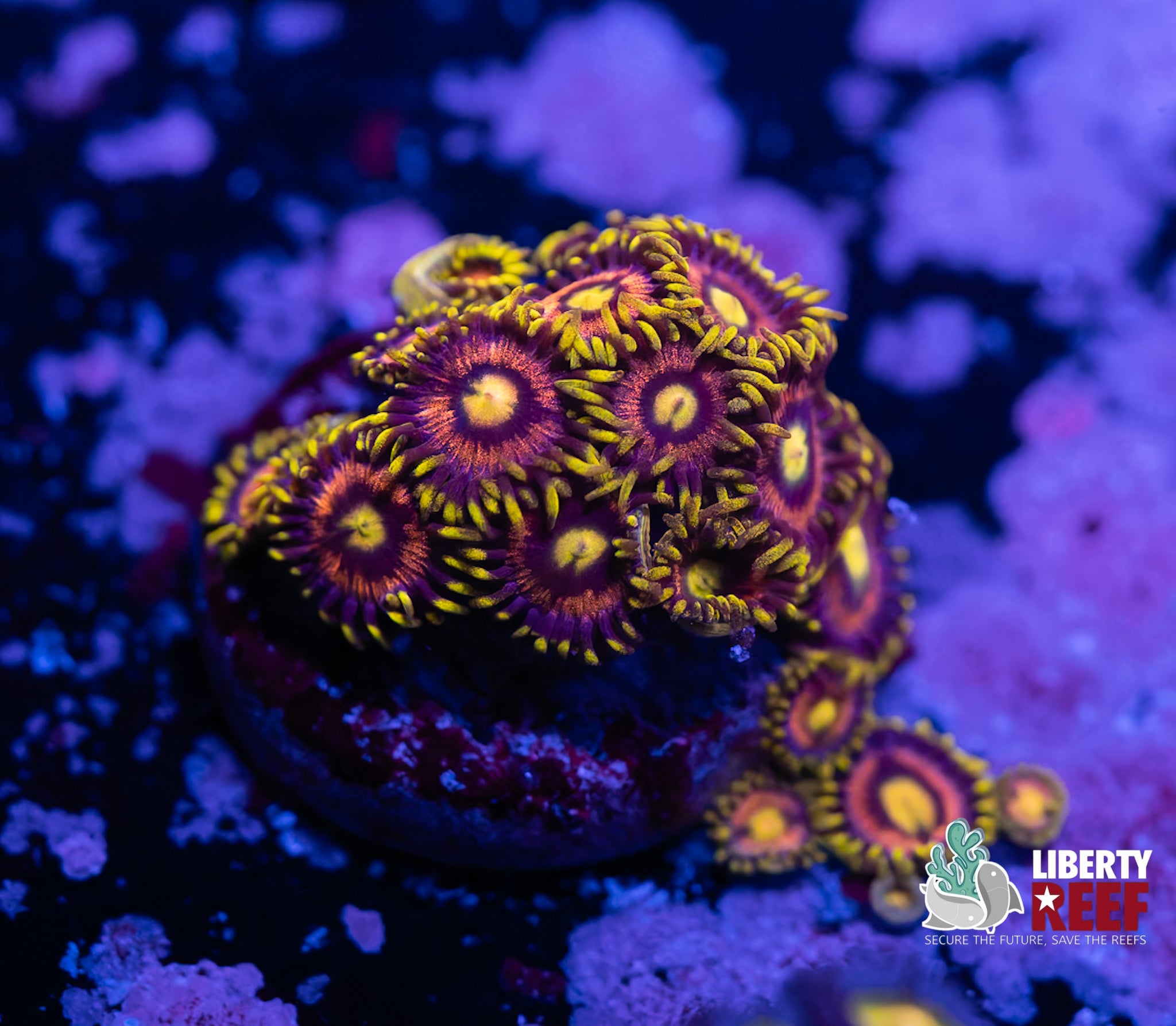 Laser Lemon Zoas