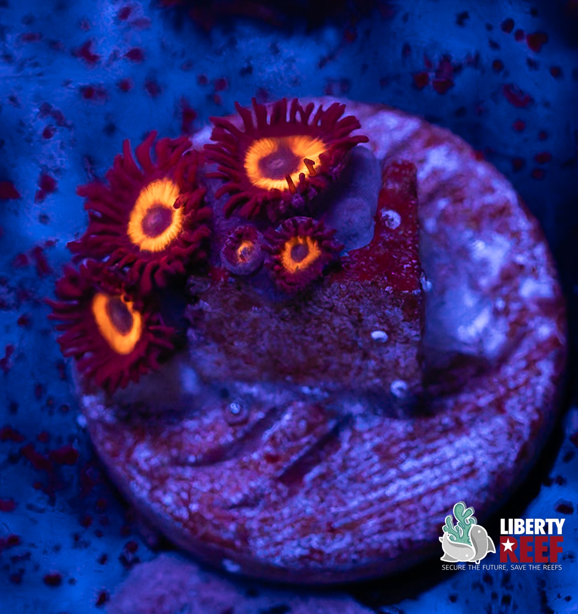 Reverse Bob Marley Zoas