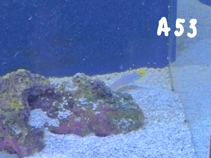 Kelsi Hohensee 10/25 Facebook Live Auction