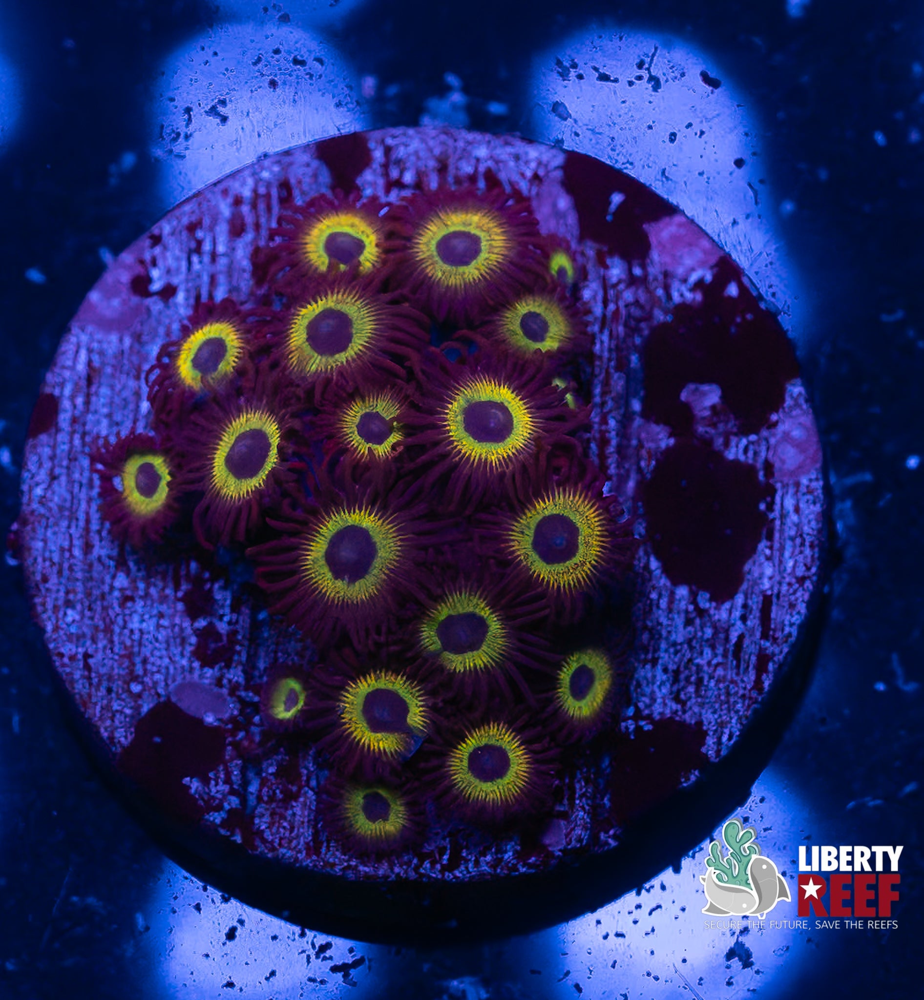 Mean Green Zoas