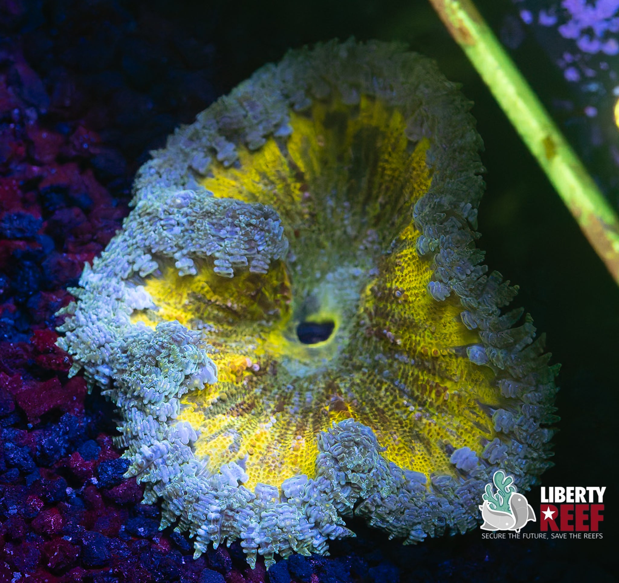 Magic School Bus Ultra Rock Flower Anemone