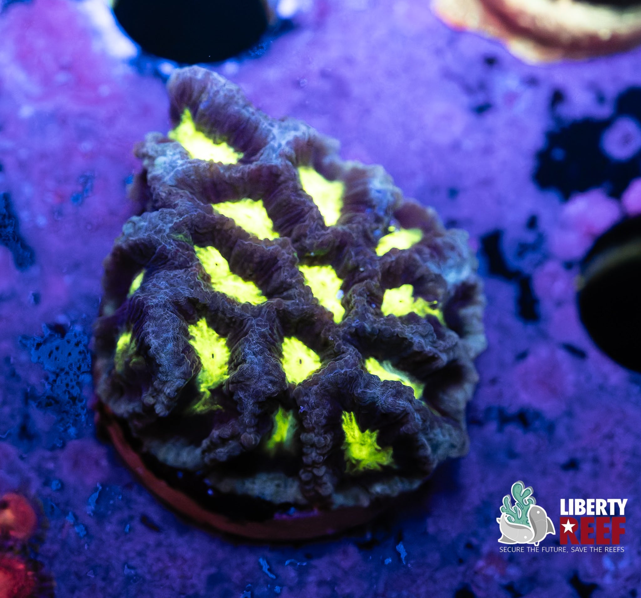 Nuclear Maze Coral