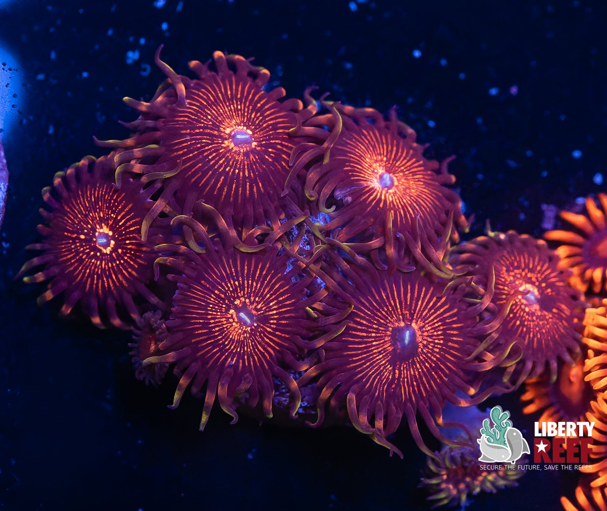 SBB Aphrodite Zoas