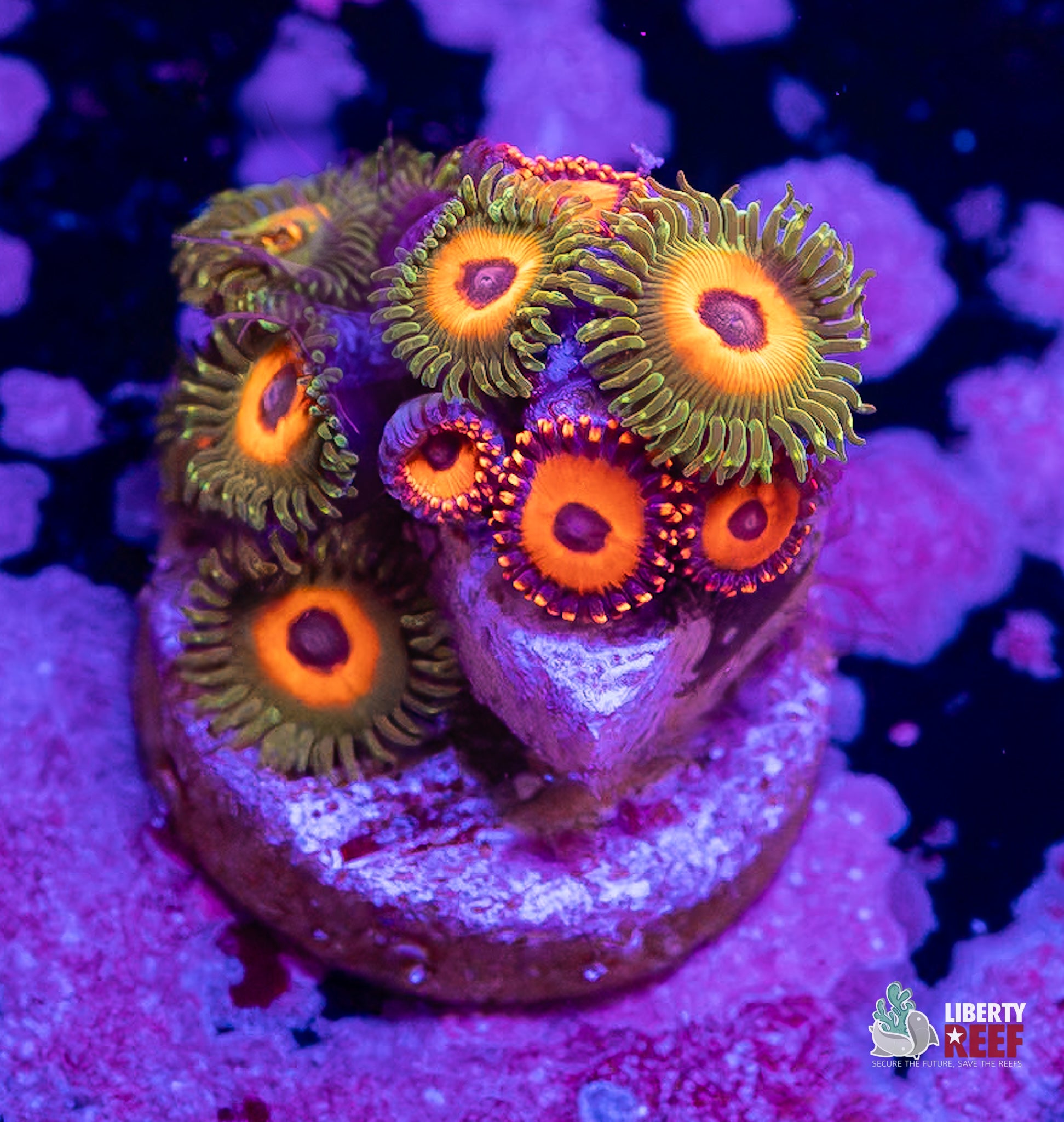 Tarzan/Orange Oxide Combo Zoas