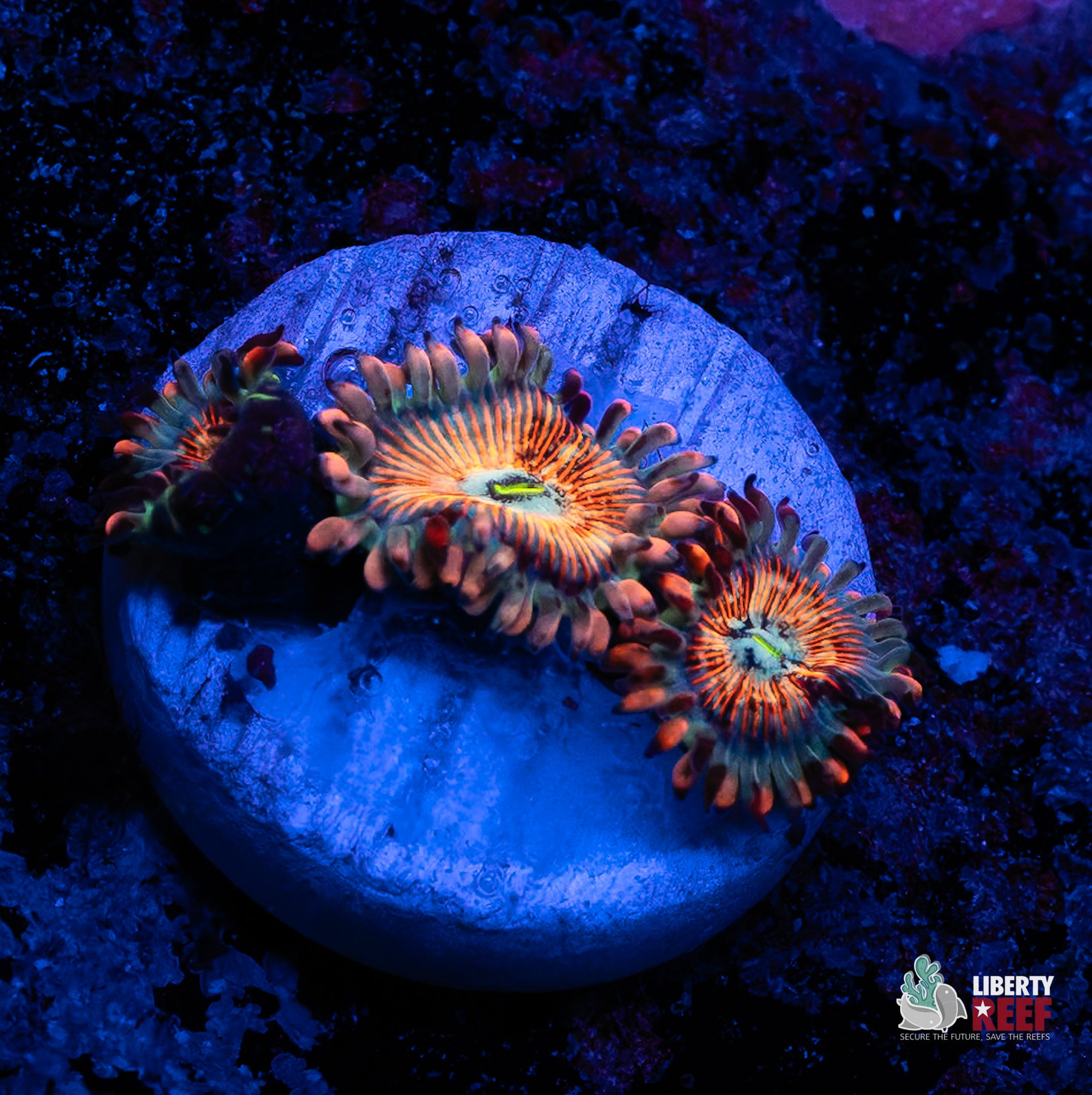 White Zombies Zoas