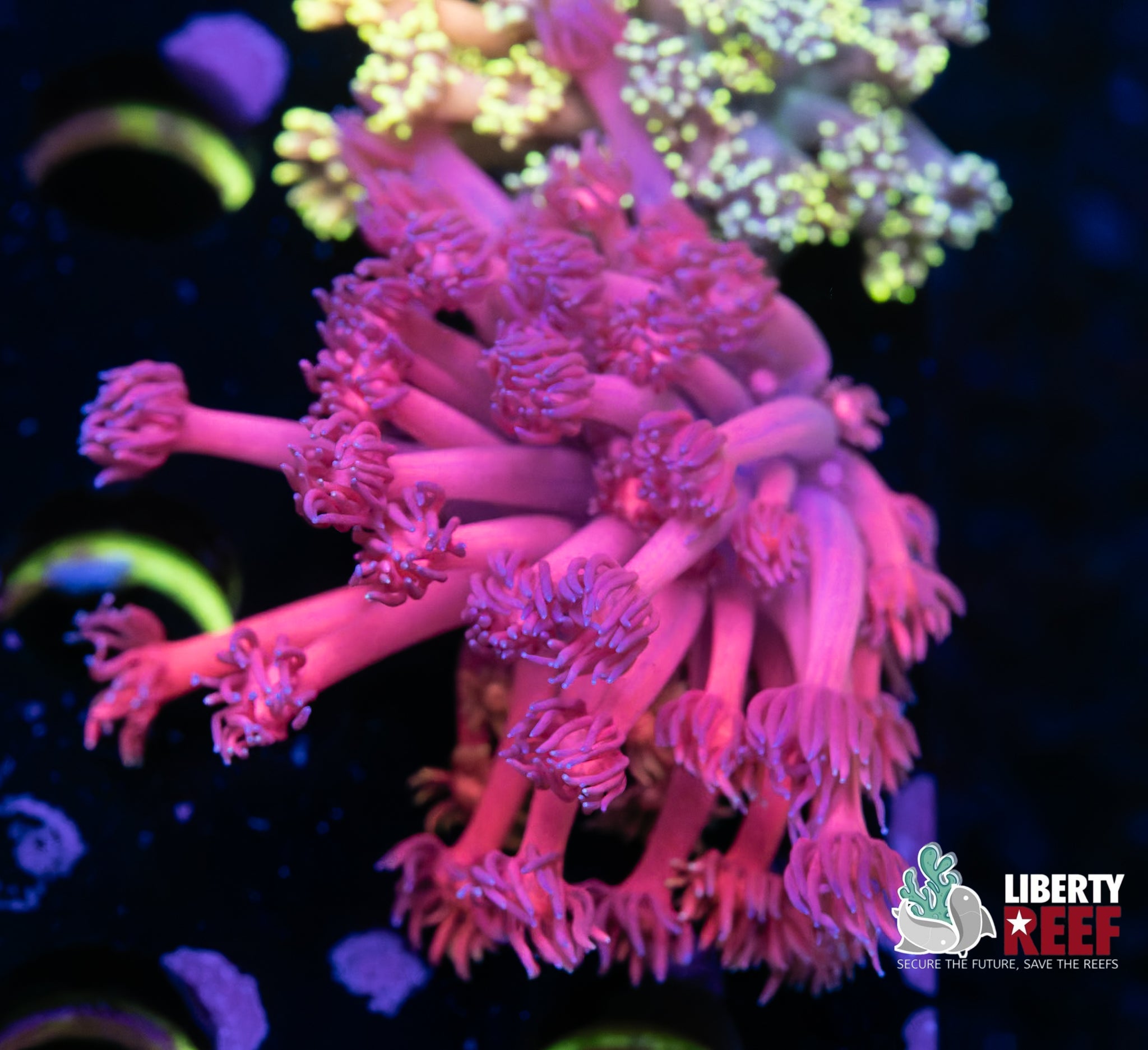 Pink Rainbow Goniopora