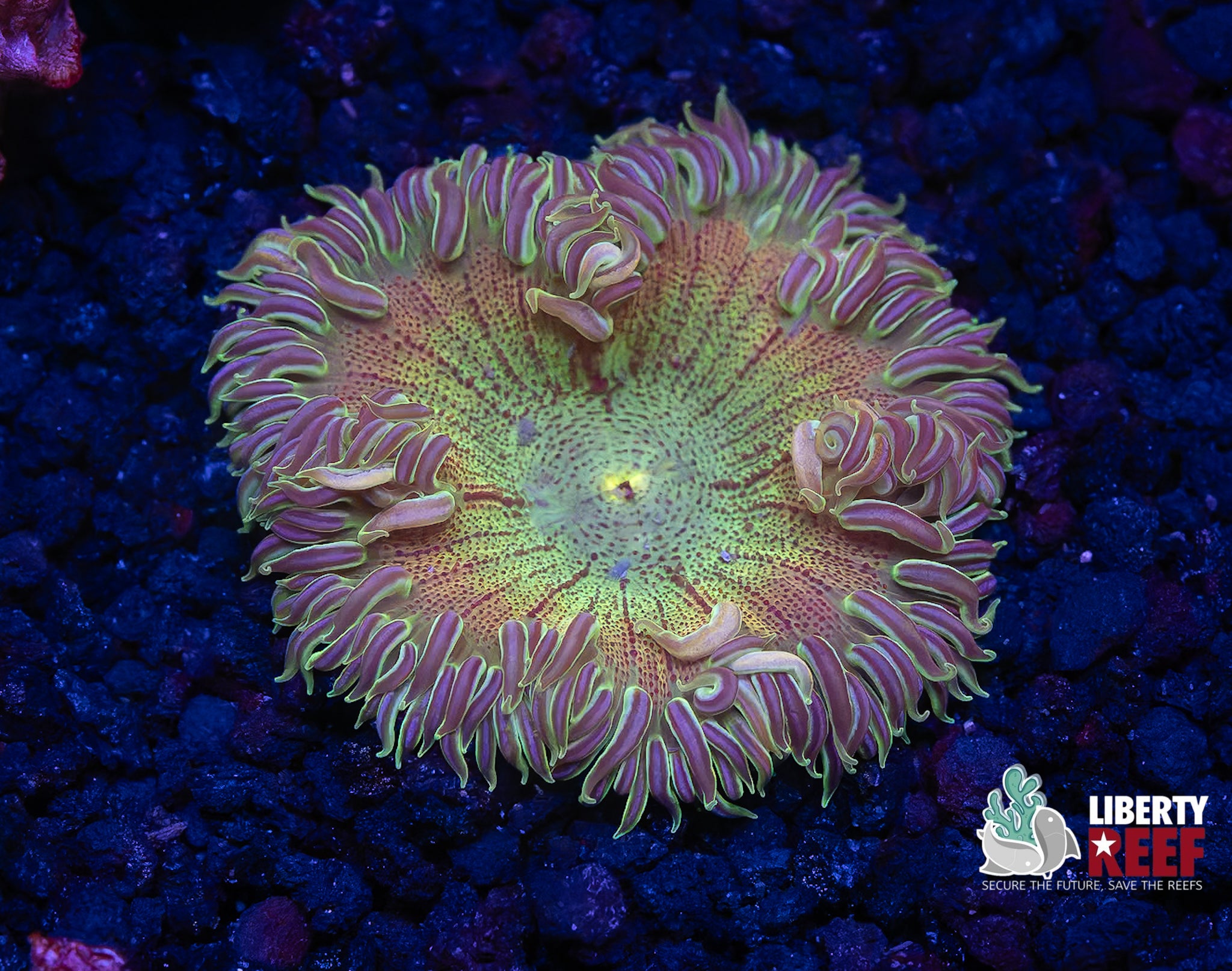 Ultra Hologram Rock Flower Anemone