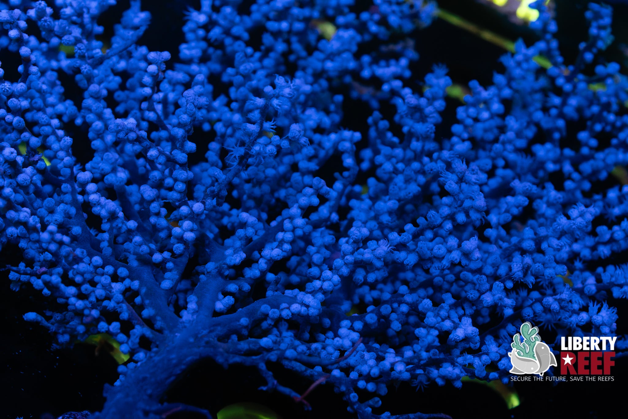 XL Blueberry Gorginian Colony
