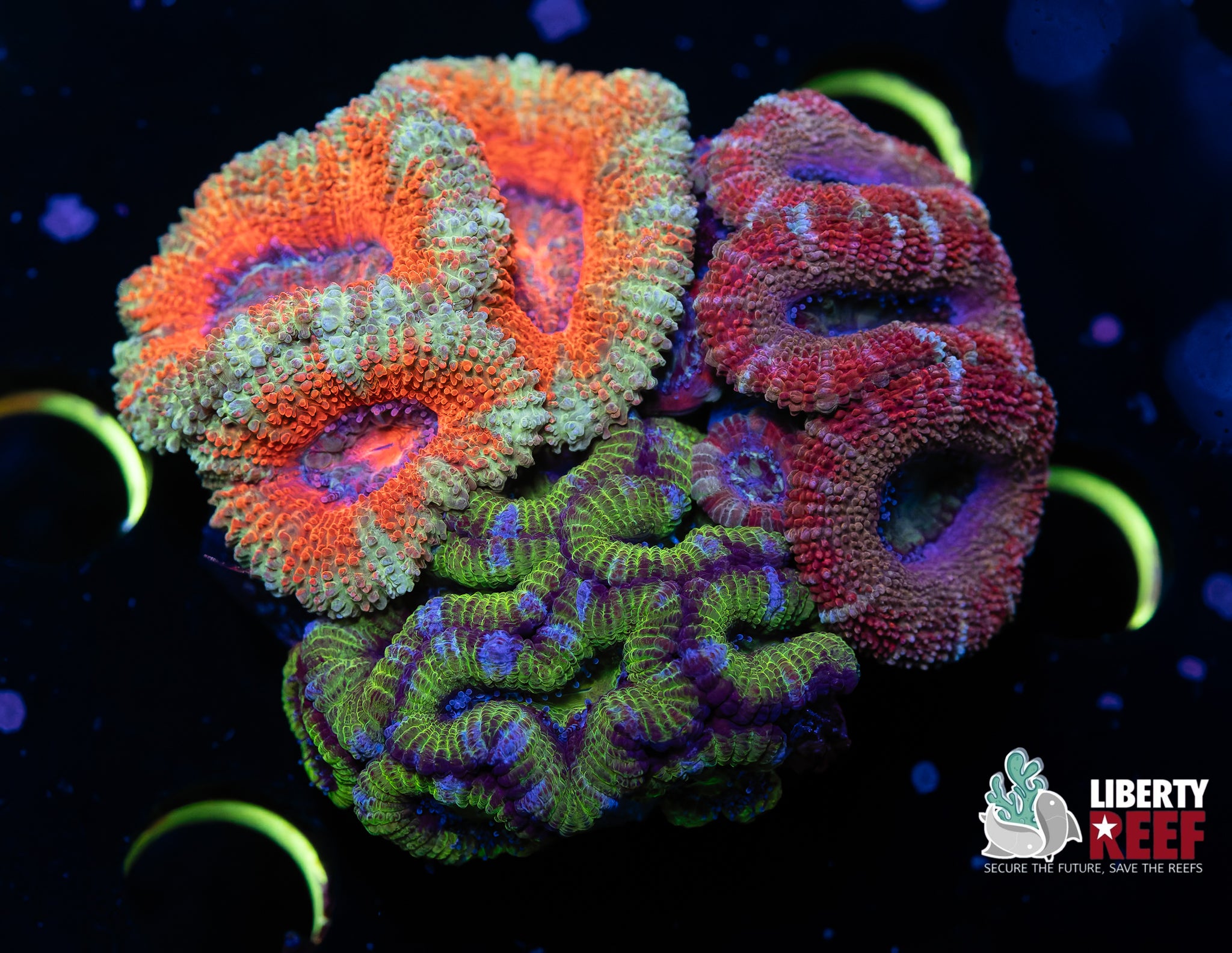 Ultra Acan Garden