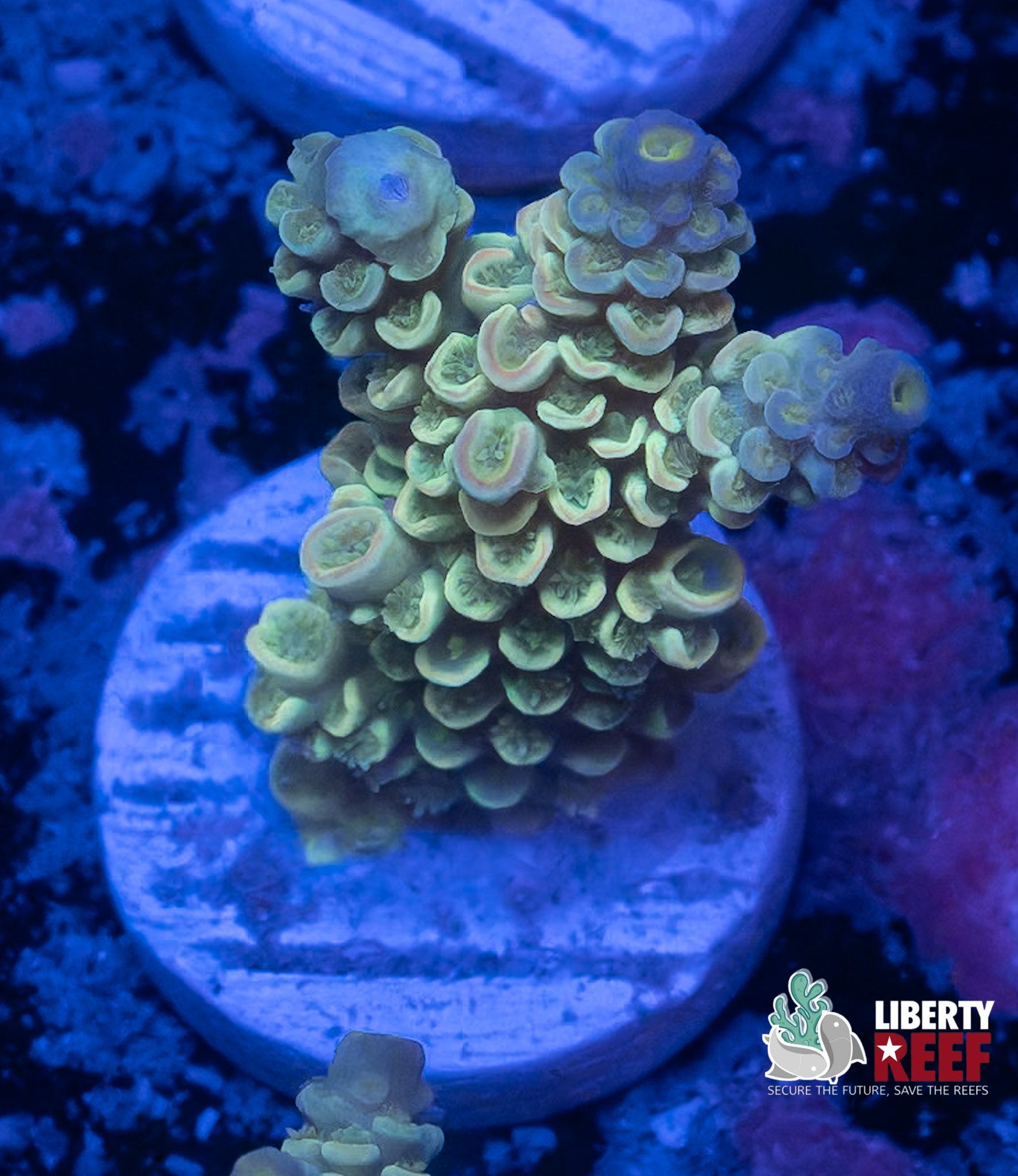 Iced Out Tenuis Acro