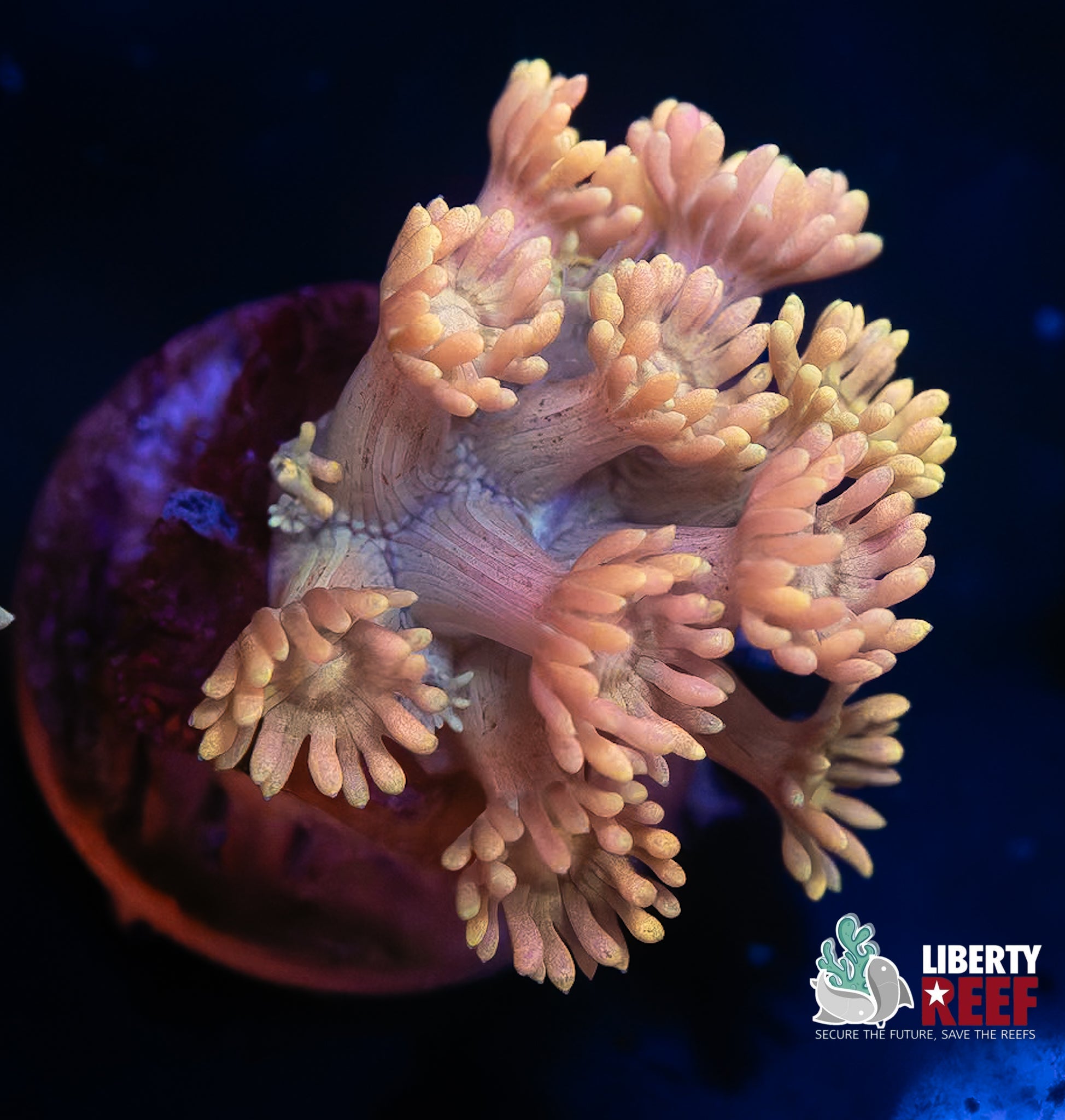 Pink Unicorn Goniopora