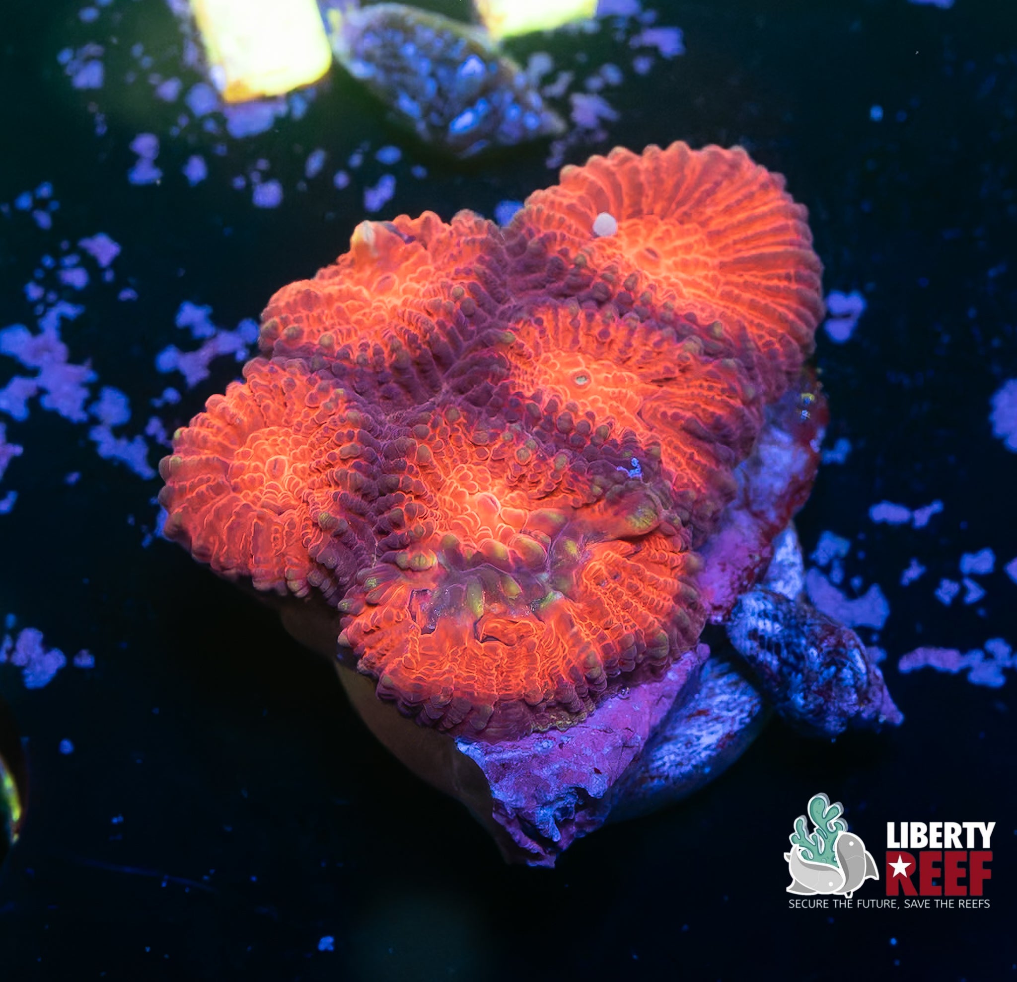 Candy Apple Favia