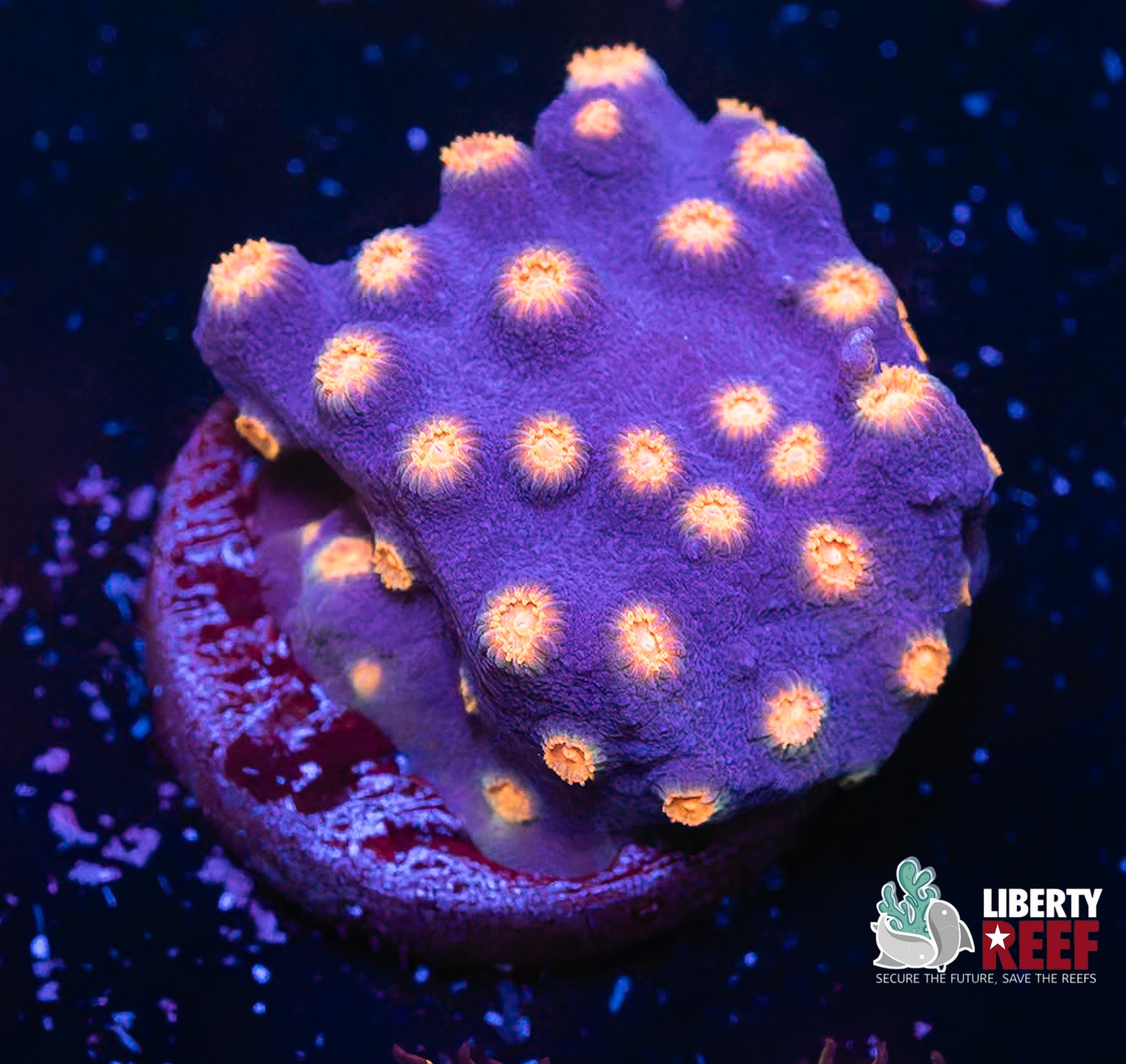 Bizarro Cyphastrea