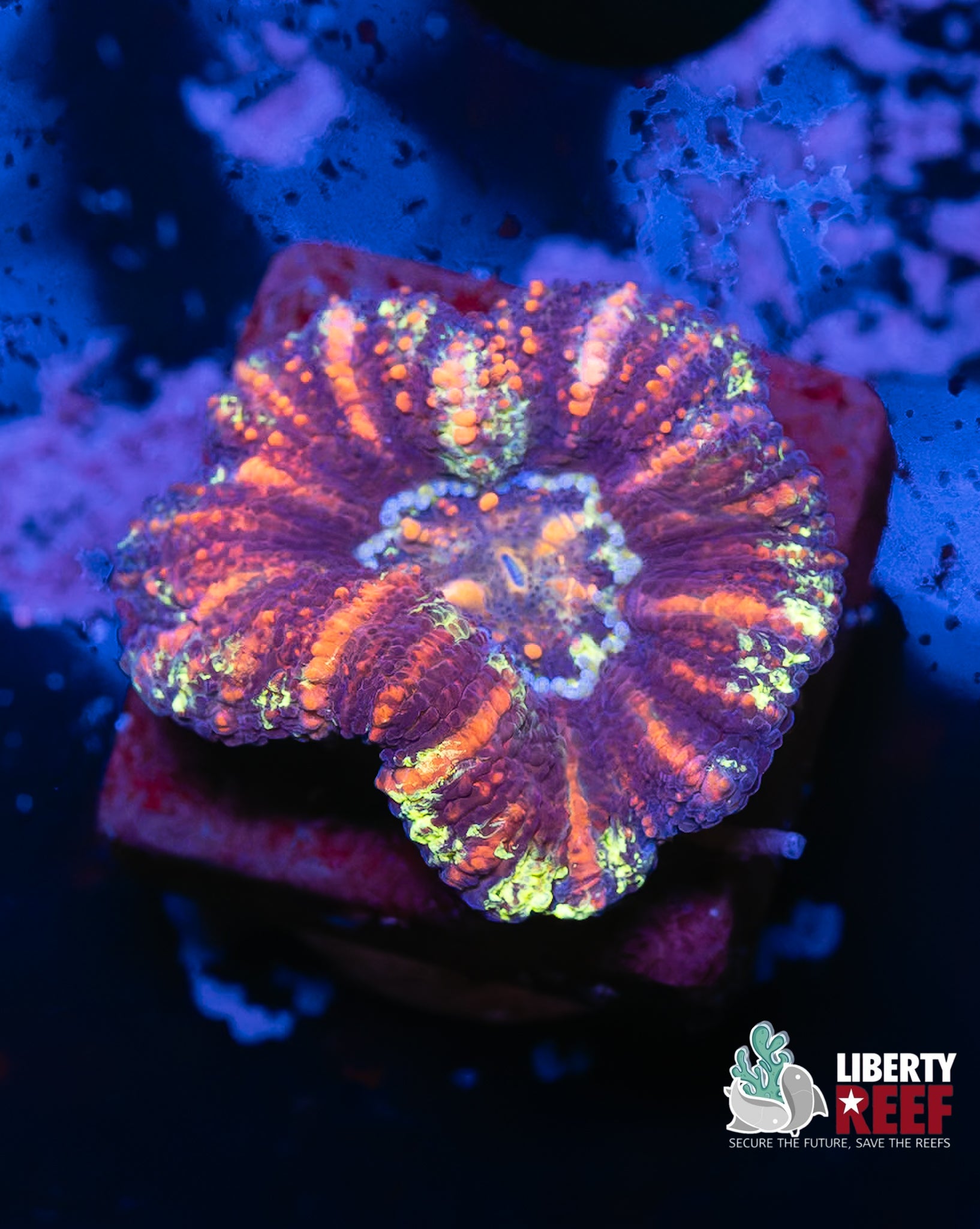 Tiger Stripe Button Scoly