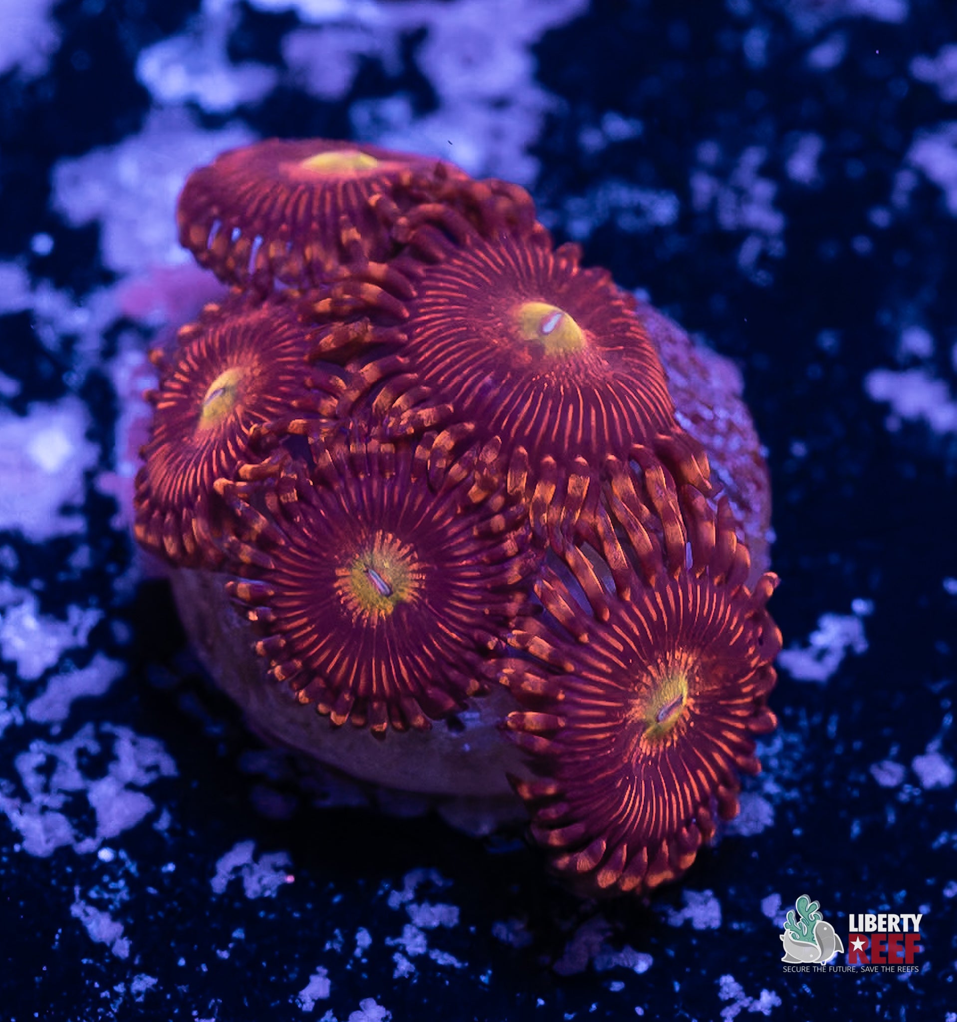 10/31 Online Auction