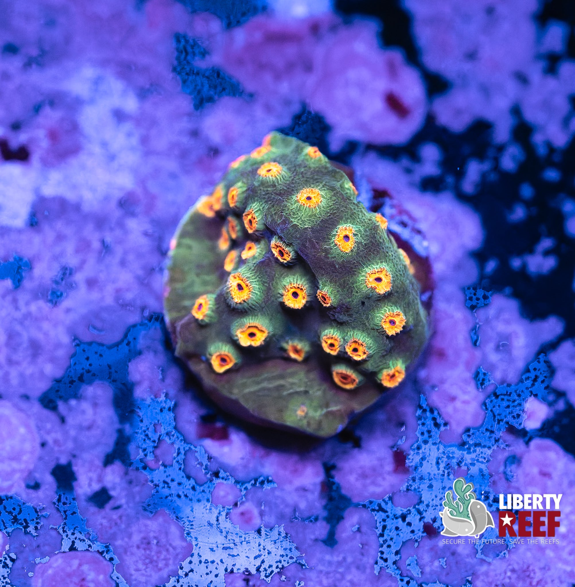 Orange Tree Cyphastrea