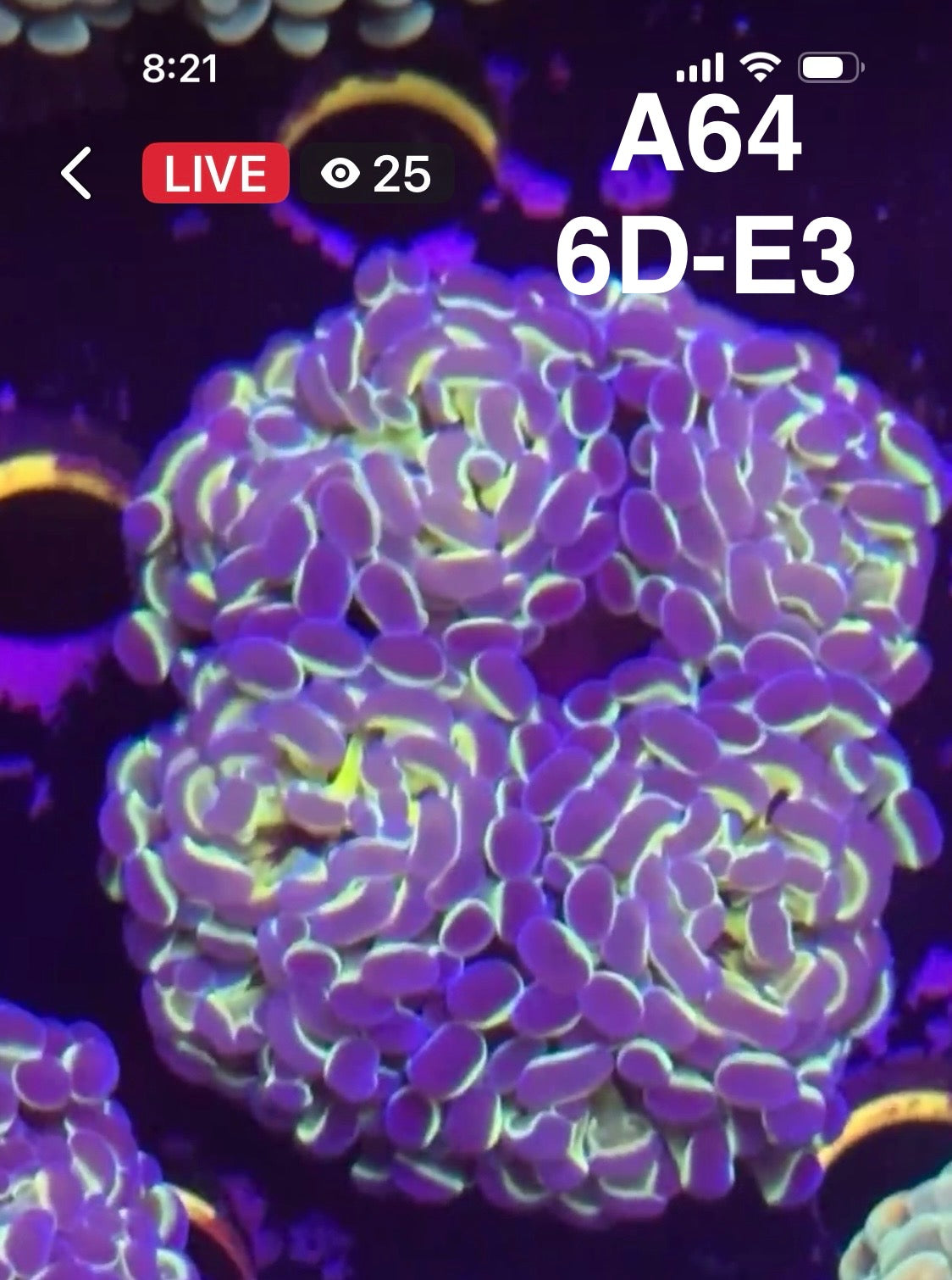 8/30 Facebook Live Auction