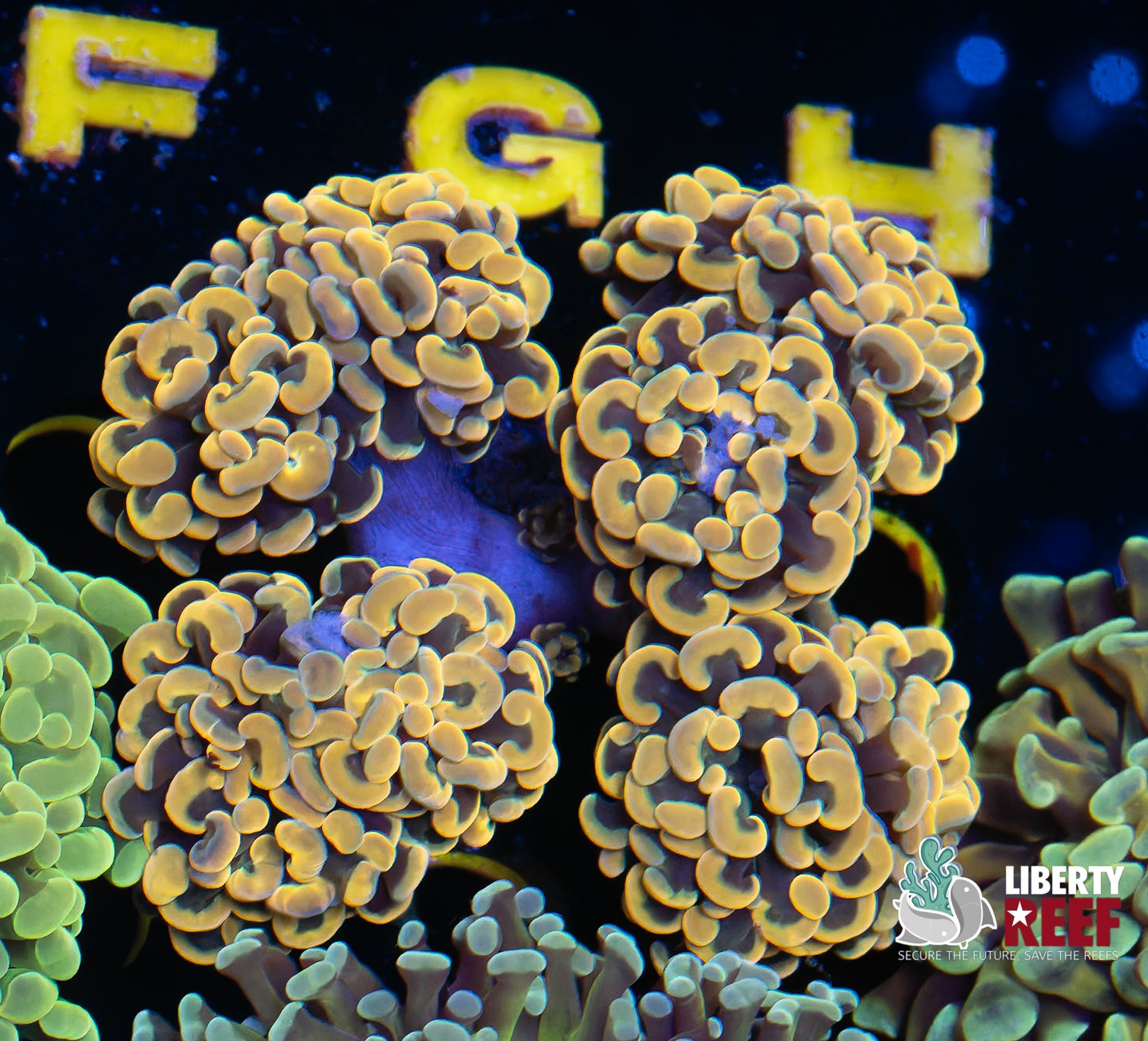 Rainbow Gold Hammer Colony