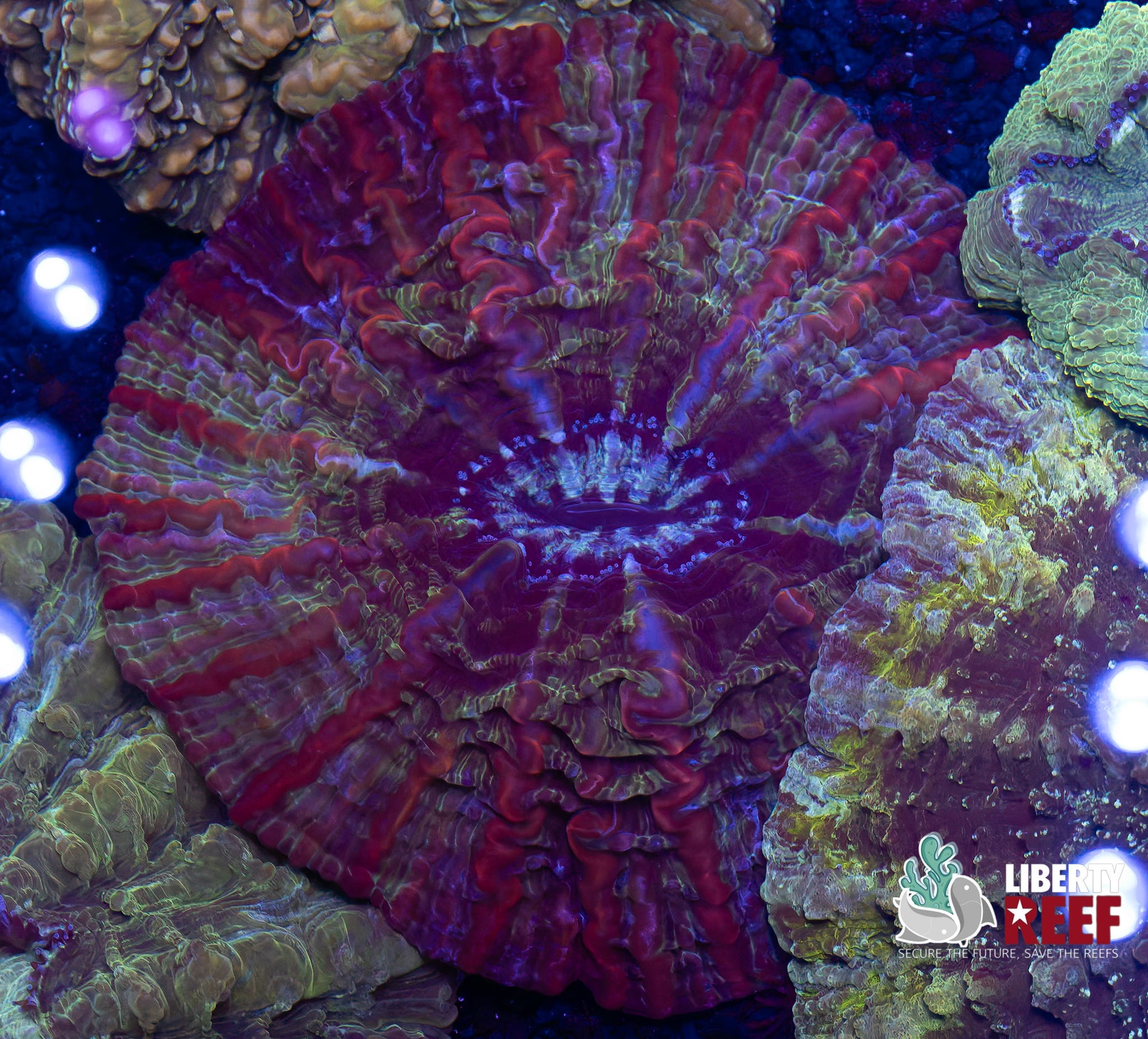 Rainbow Indophyllia (Large)