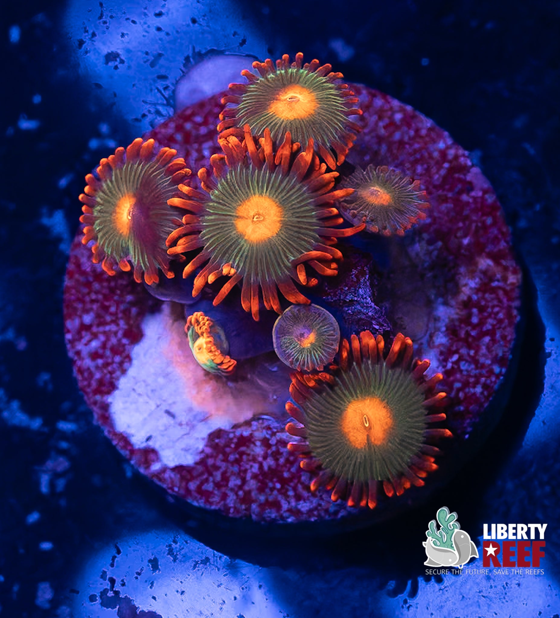 Gatorade Zoas