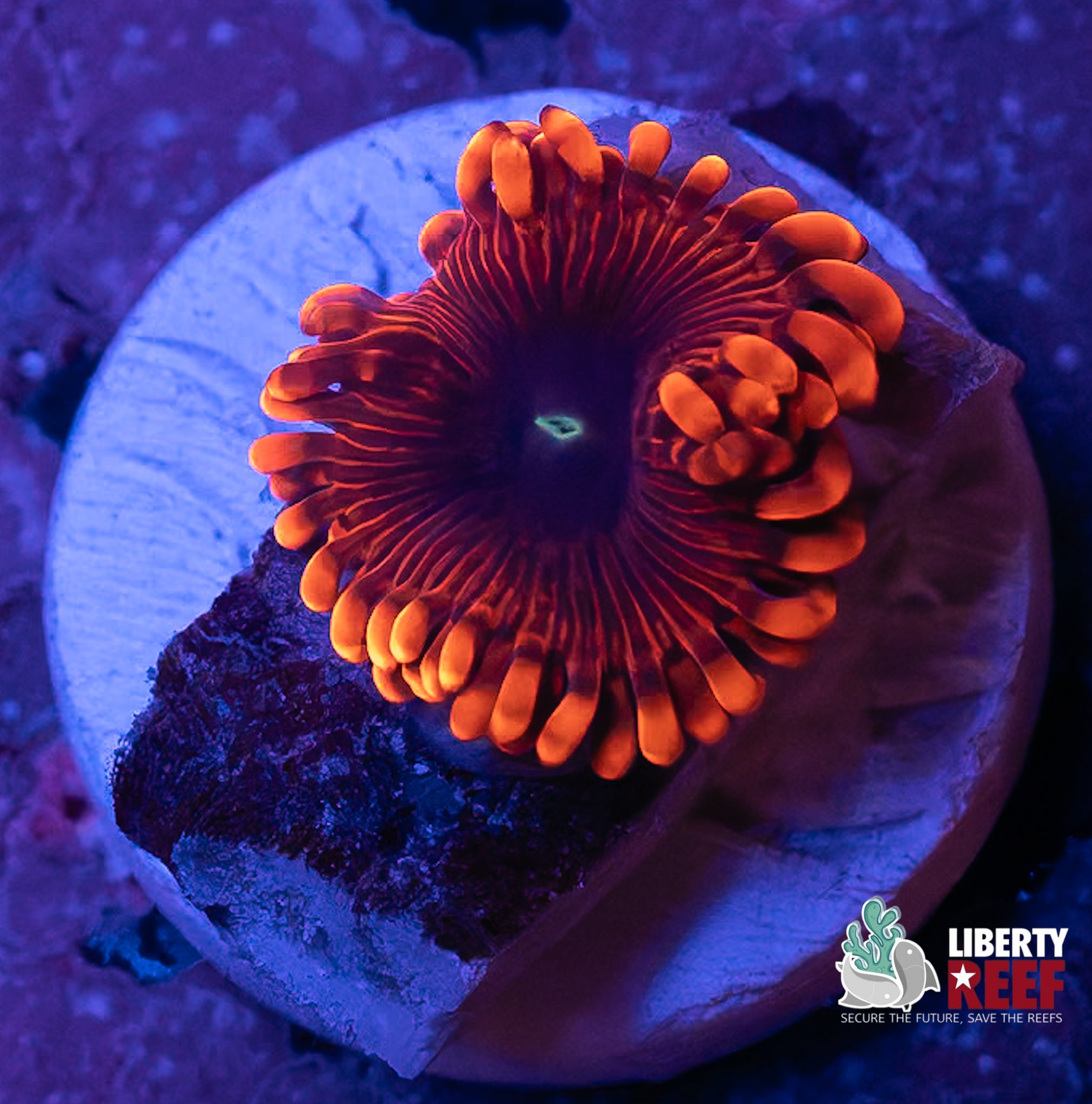 Lunar Eclipse Zoas